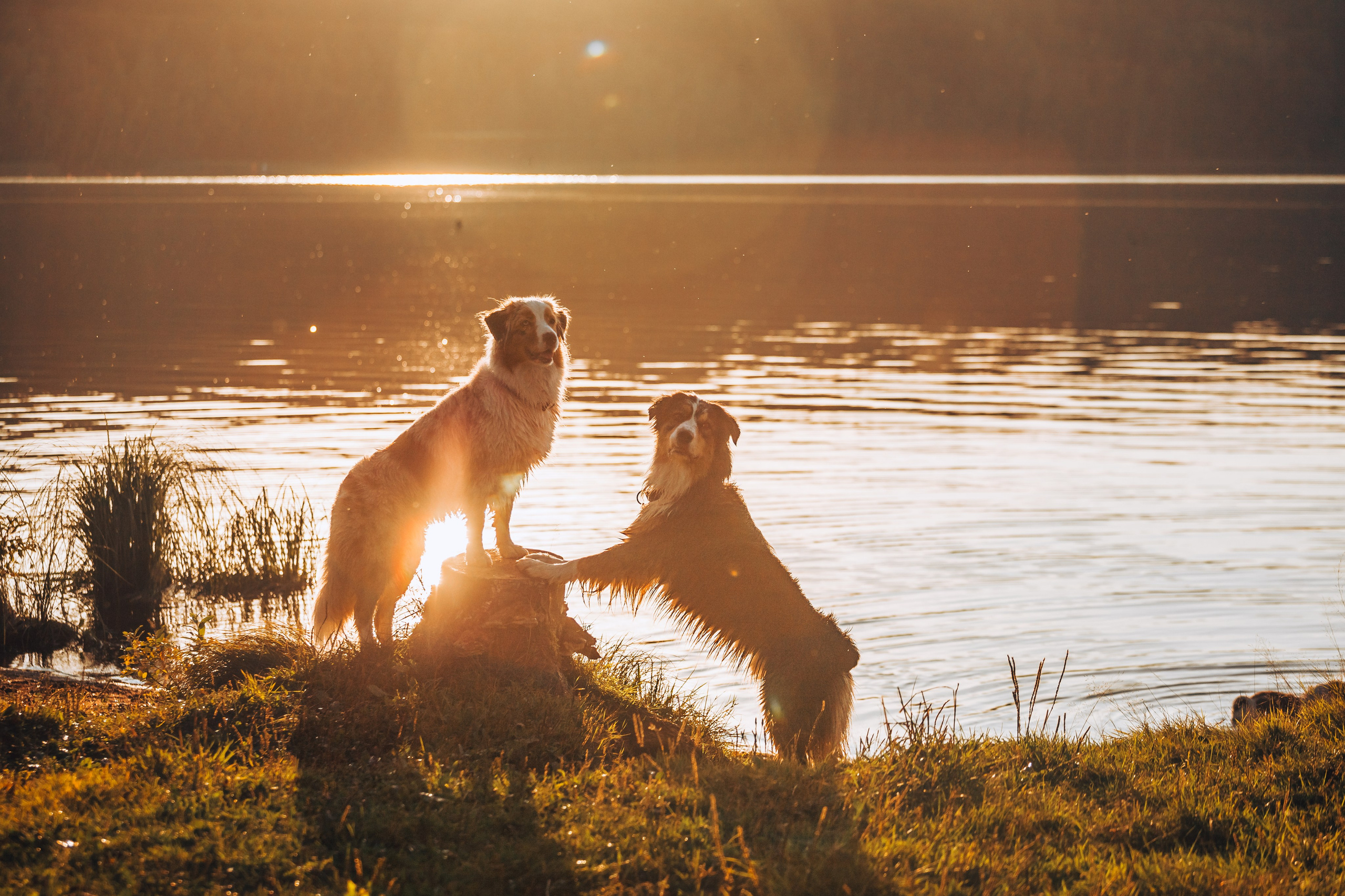 Фотопрогулка в Ленобласти. Фотограф-анималист Татьяна Степанова