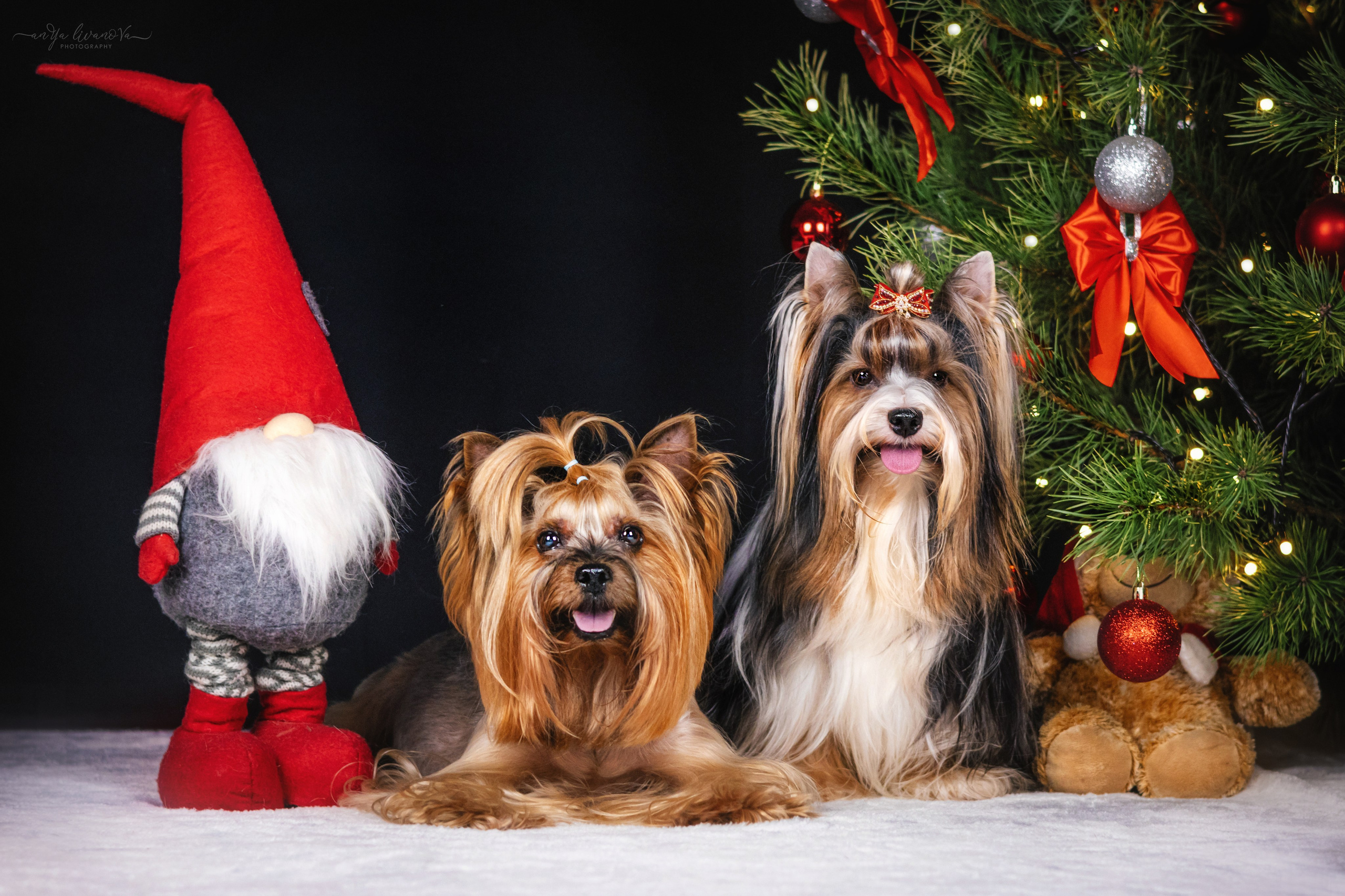 Новогодняя атмосфера в «Simply the Best». Фотограф анималист Аня Ливанова | Рыбинск