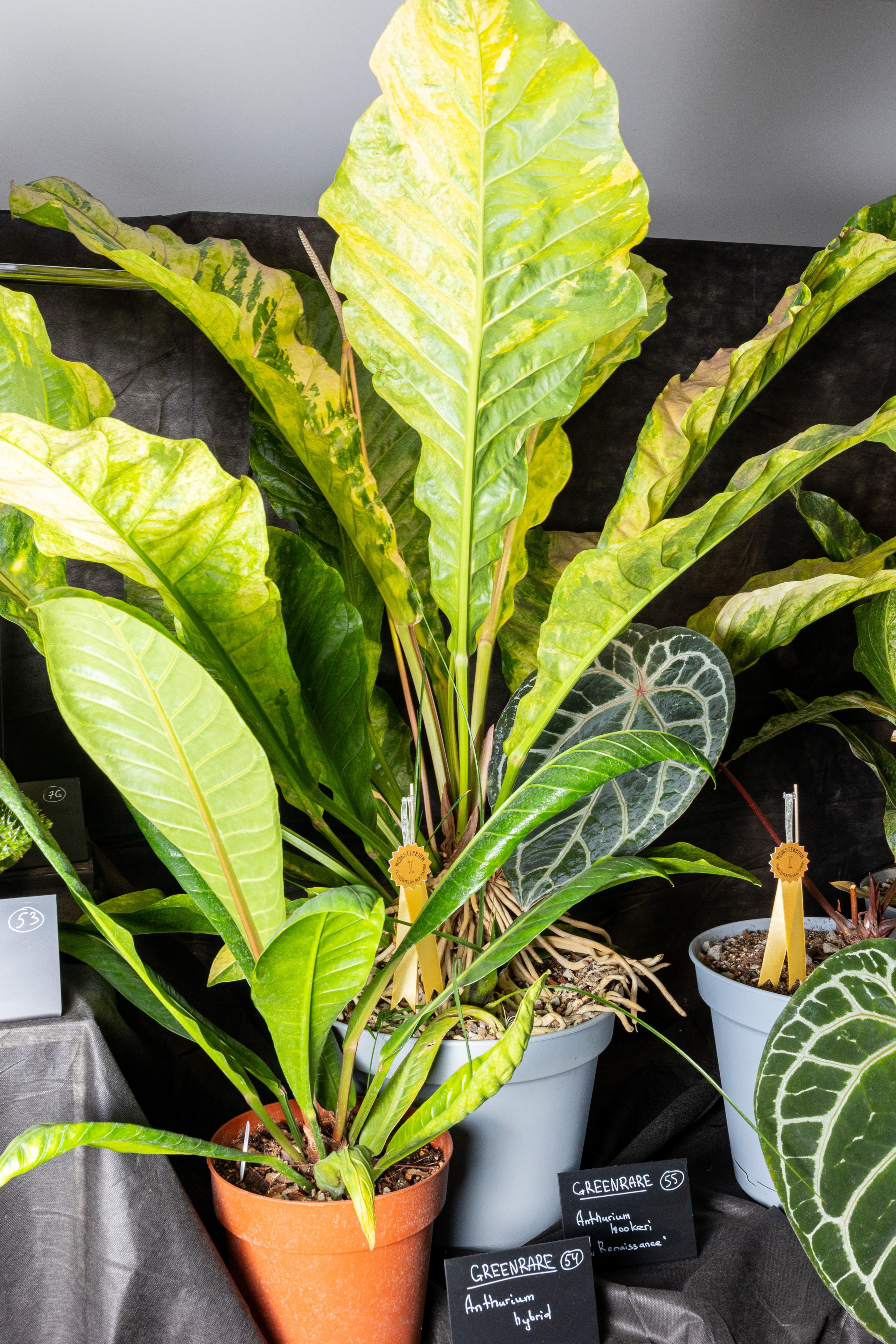 Монстериум 11–12 октября. Александра Куликова фотограф, Москва