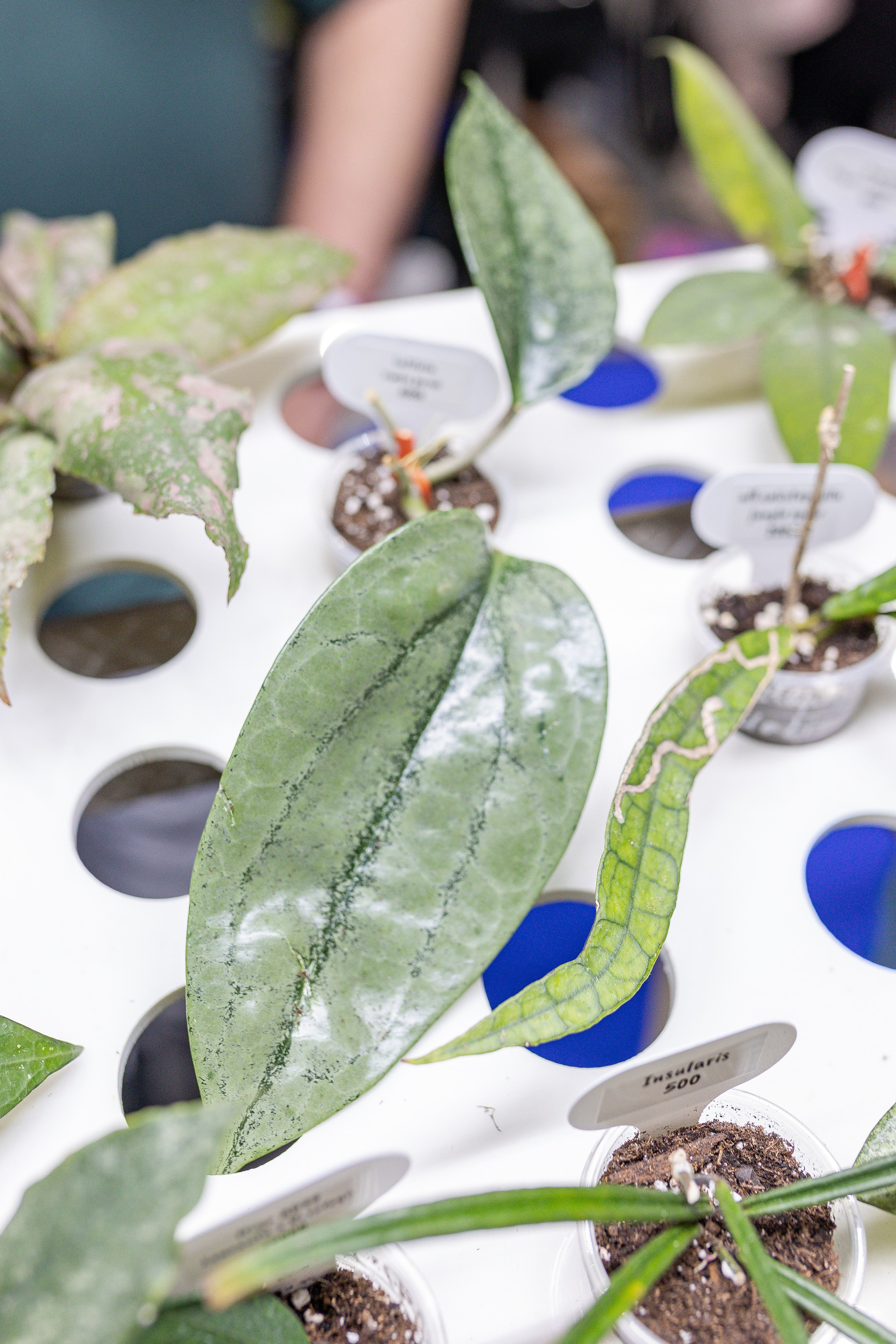 Монстериум апрель 2026. Александра Куликова фотограф, Москва