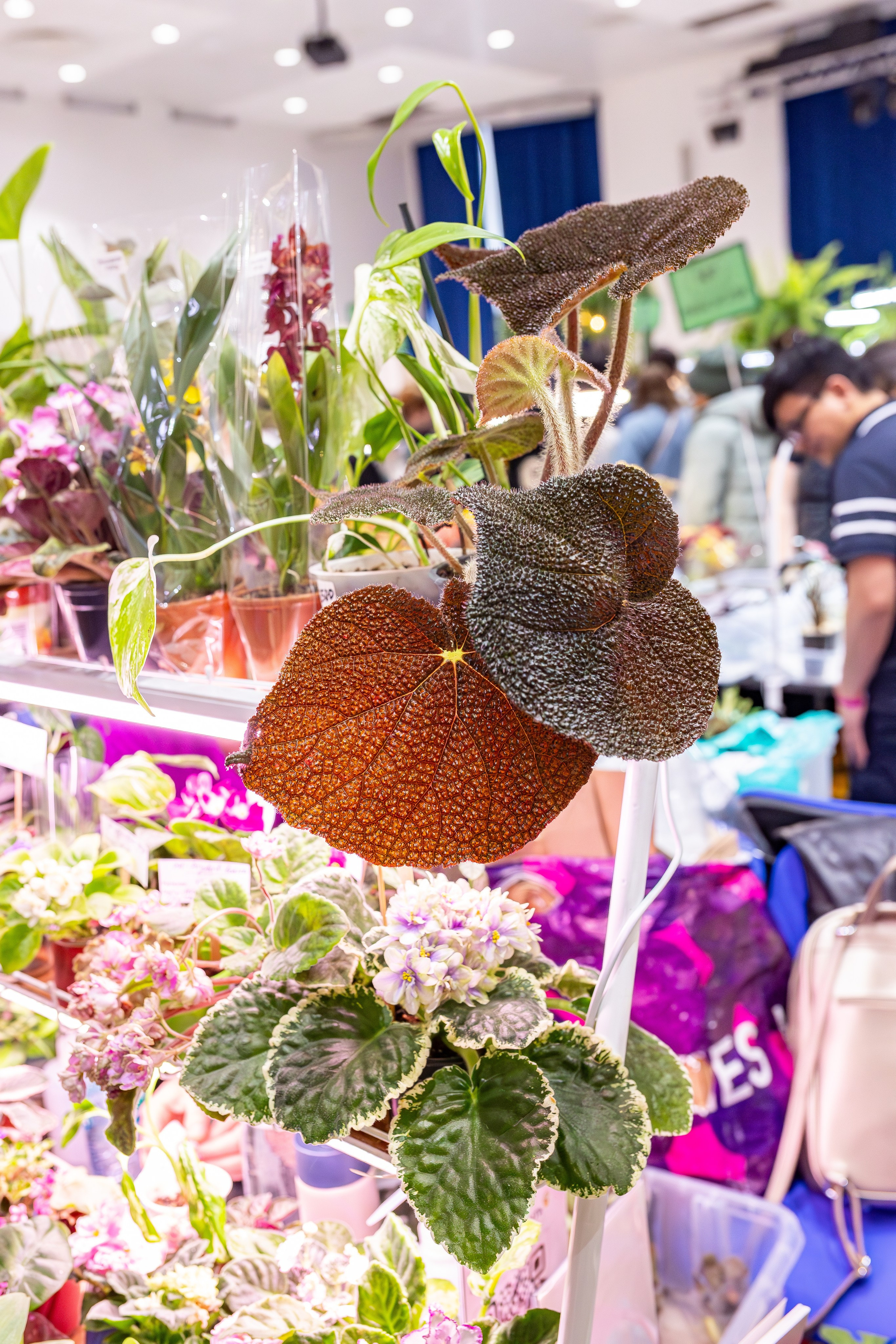 Монстериум апрель 2026. Александра Куликова фотограф, Москва