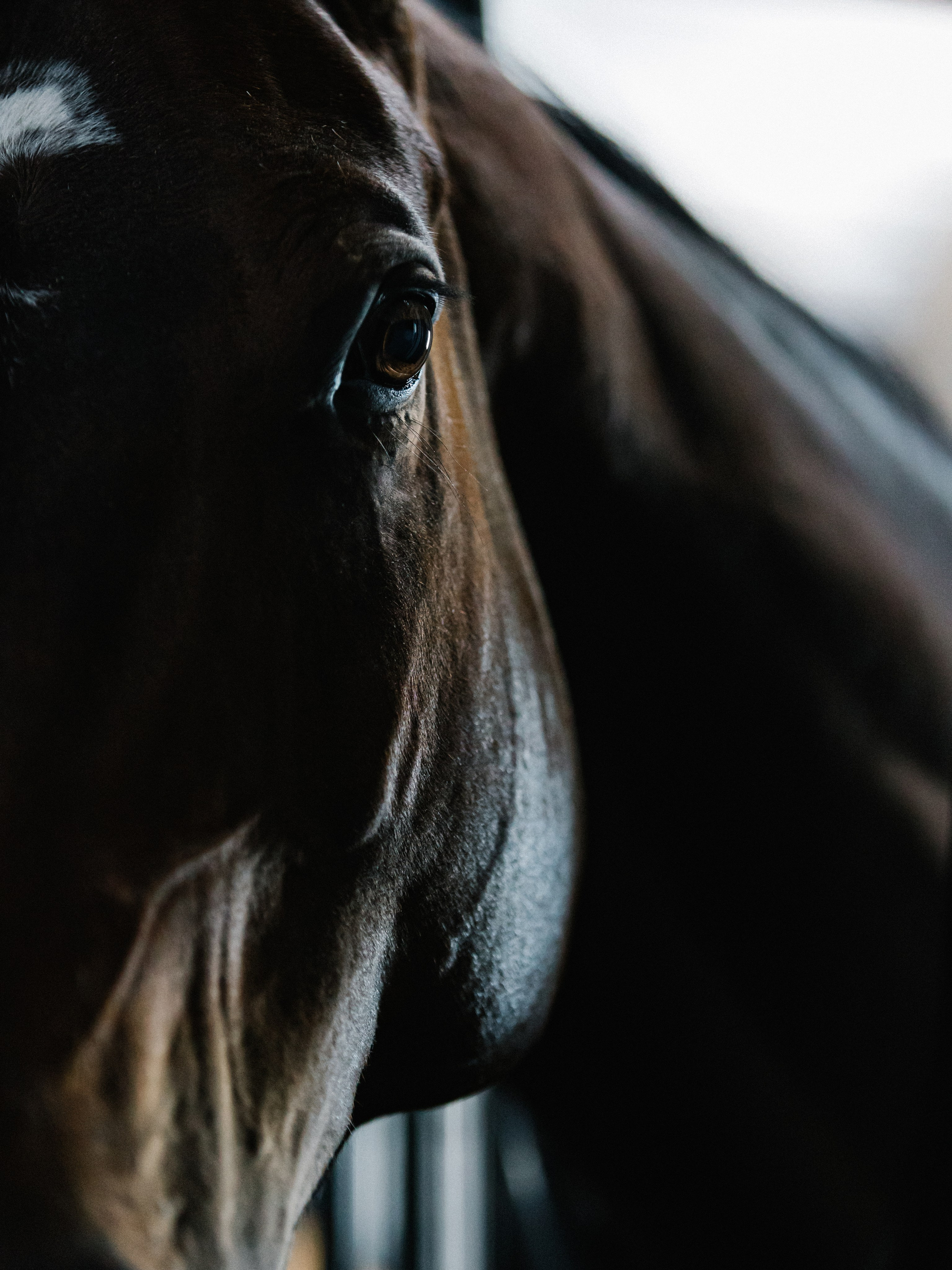 Съёмка лошадей/ цвет. Конный фотограф в Калининграде Елена Курбатова
