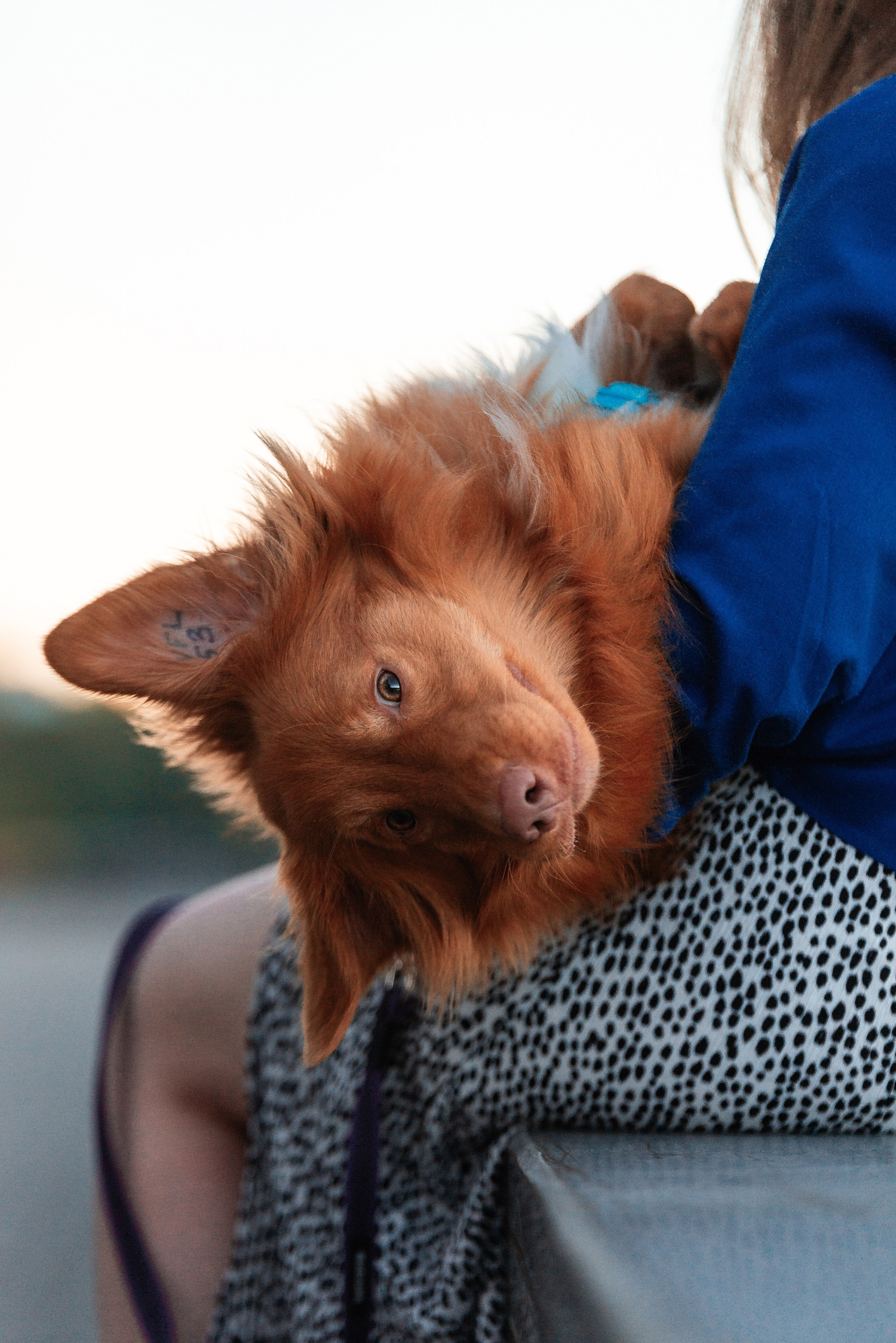 Таня и Лео. Фотограф-анималист Анастасия Парфенова|Екатеринбург