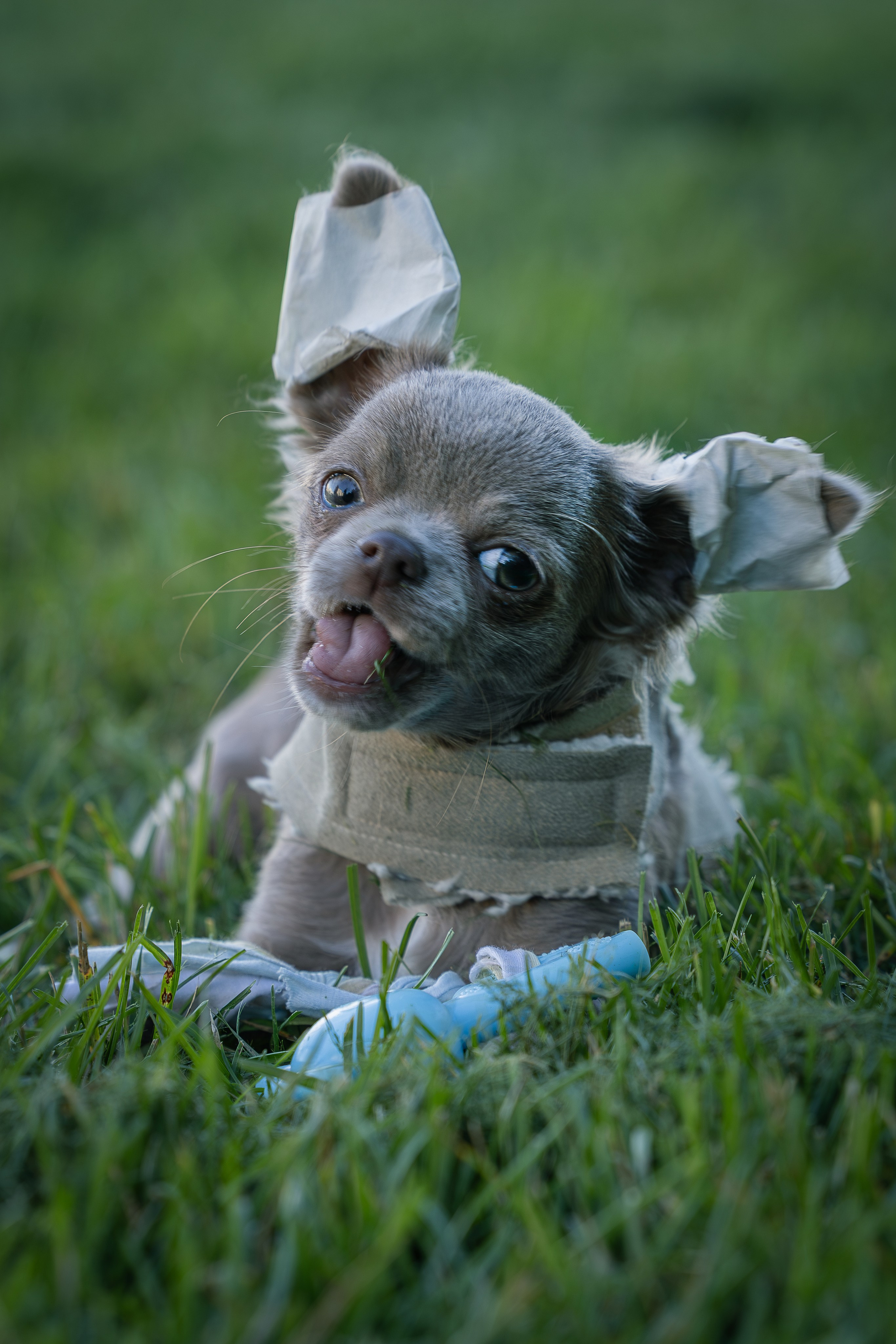 Норман. Виктория Михайловская. Фотограф-анималист. Москва