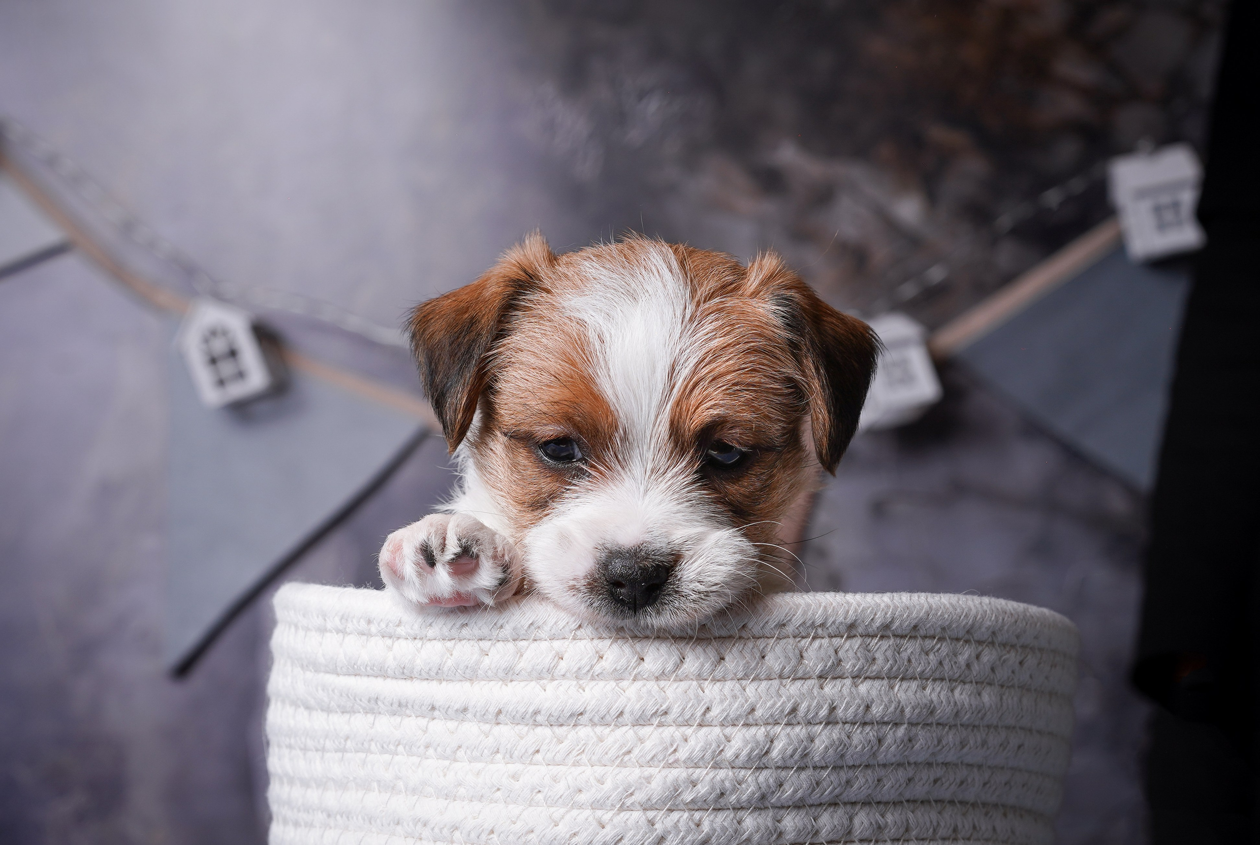 Щенули джек-рассела. Фотограф-анималист в Санкт-Петербурге Яна Мартынова
