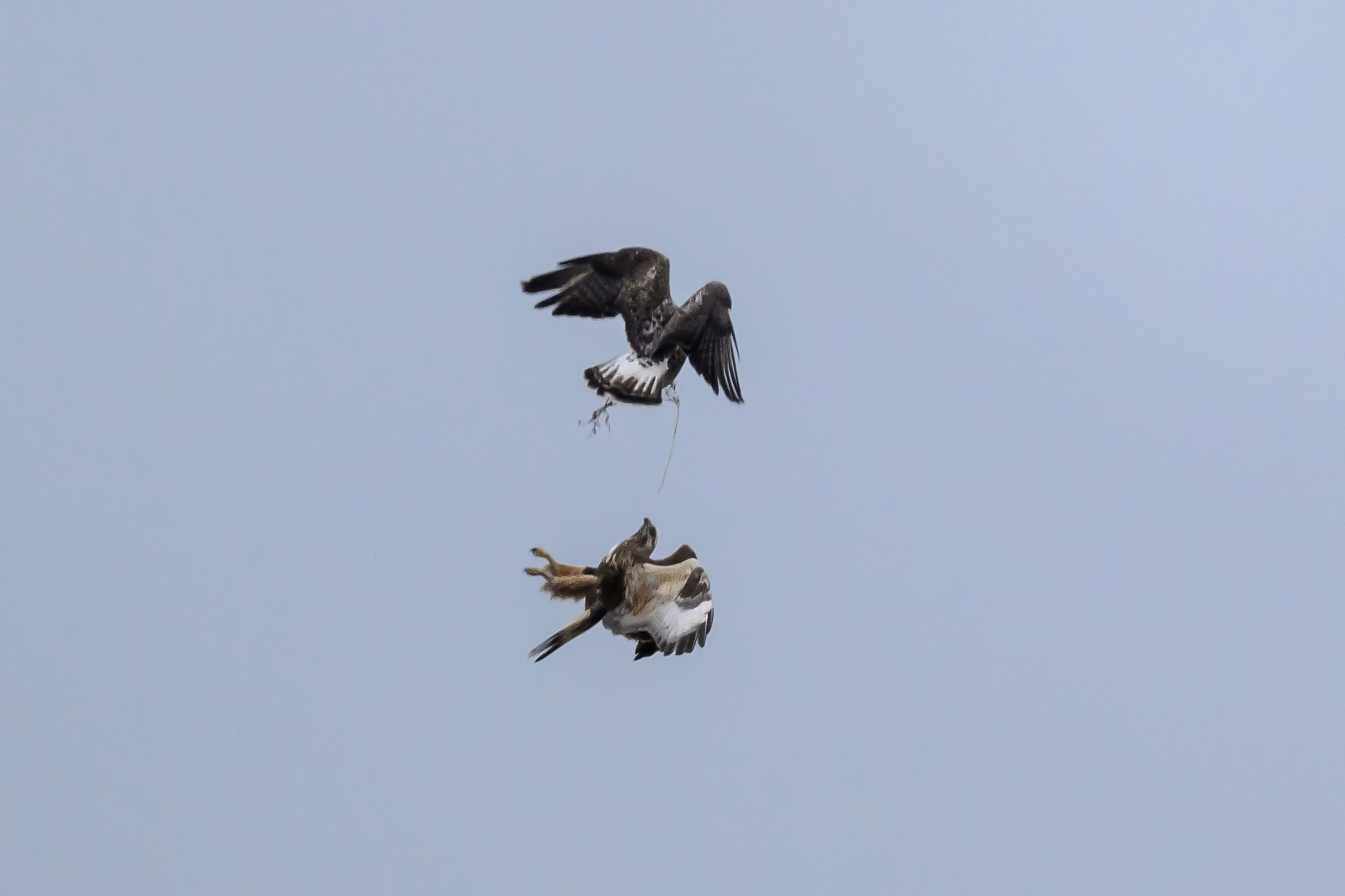 Драка зимняков. Wildlife photography by Sergey Puponin