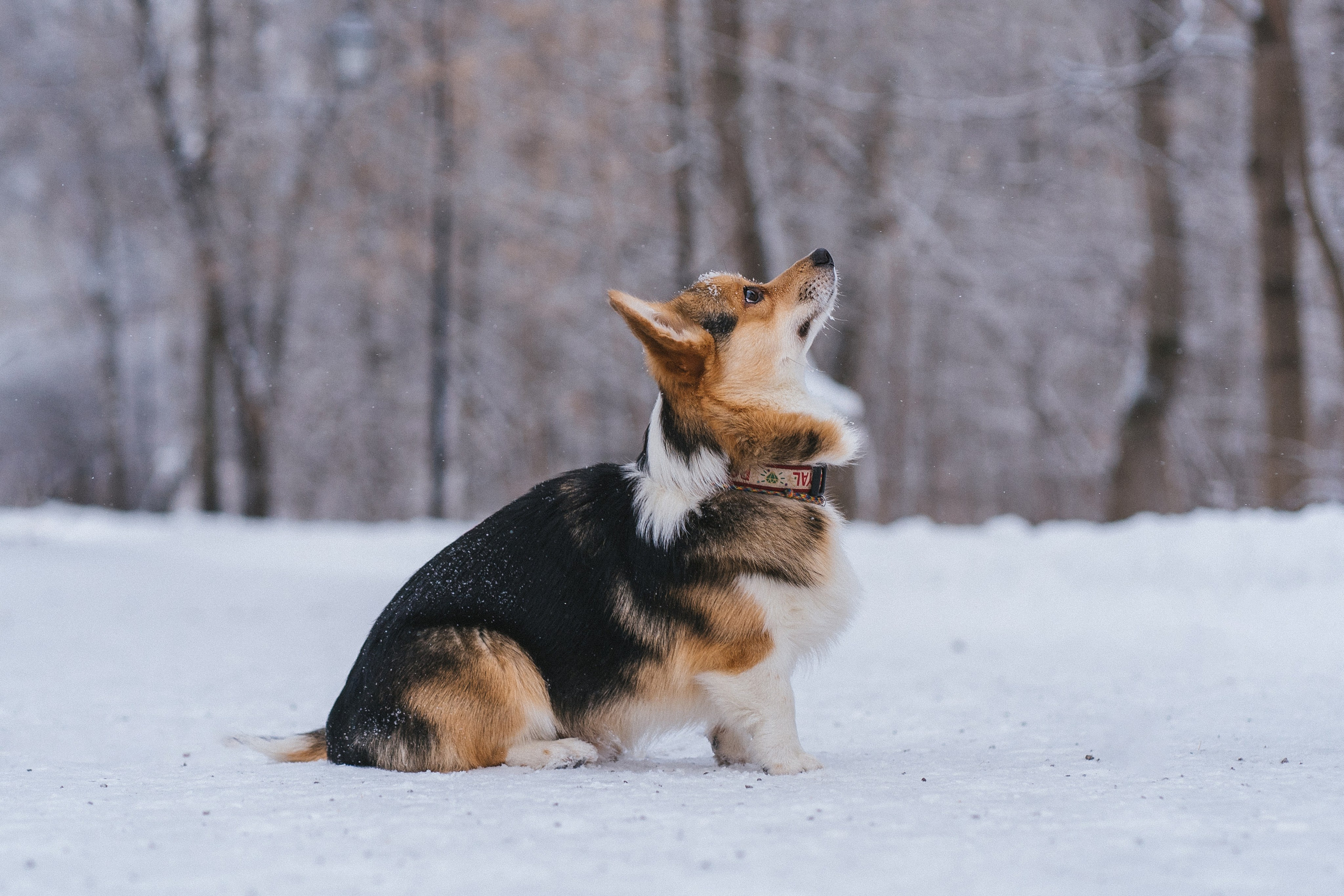 Каспер и Полина. Свадебный фотограф в Москве Анна Полушина