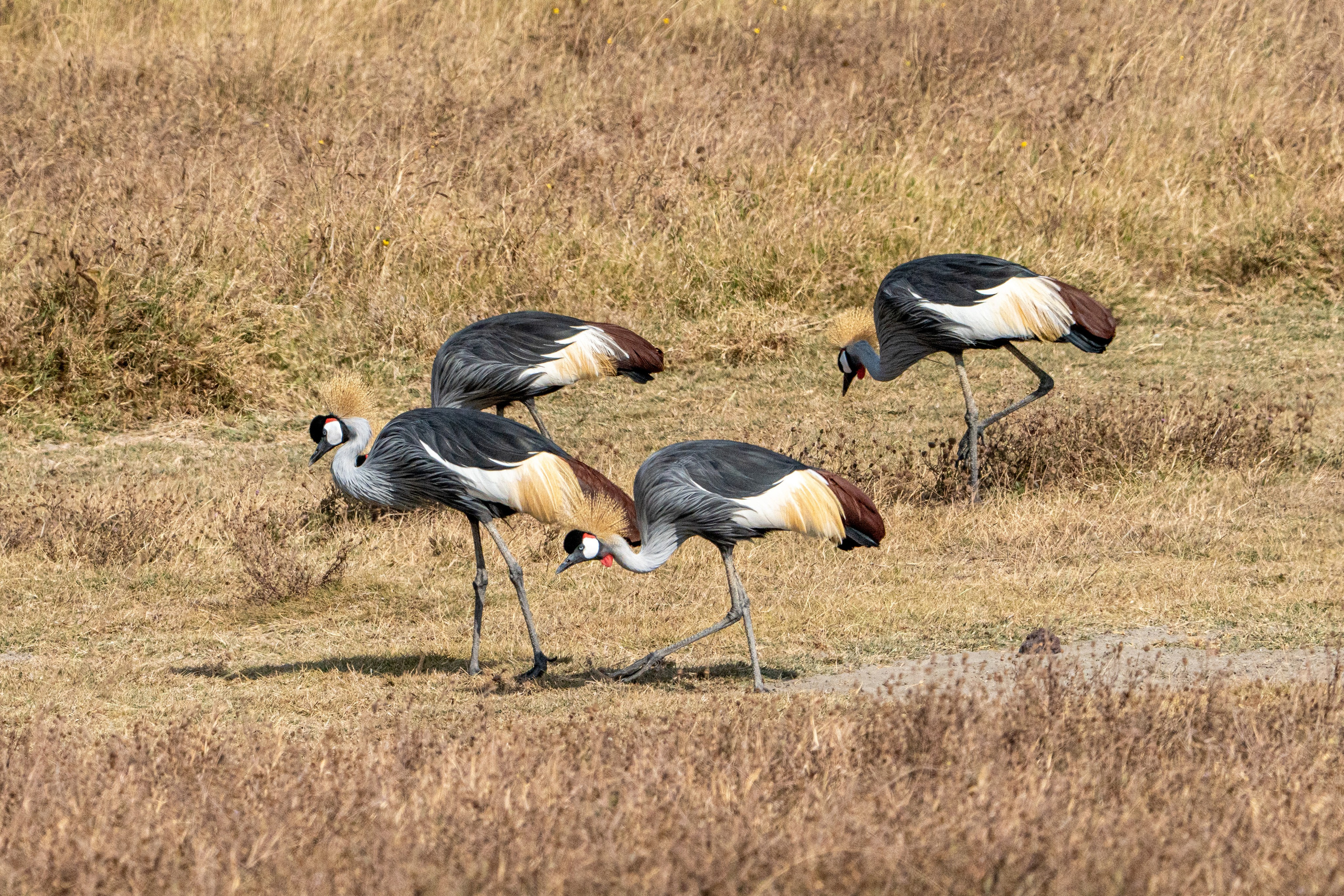 Танзания, сафари, 2025. Творческие сьемки