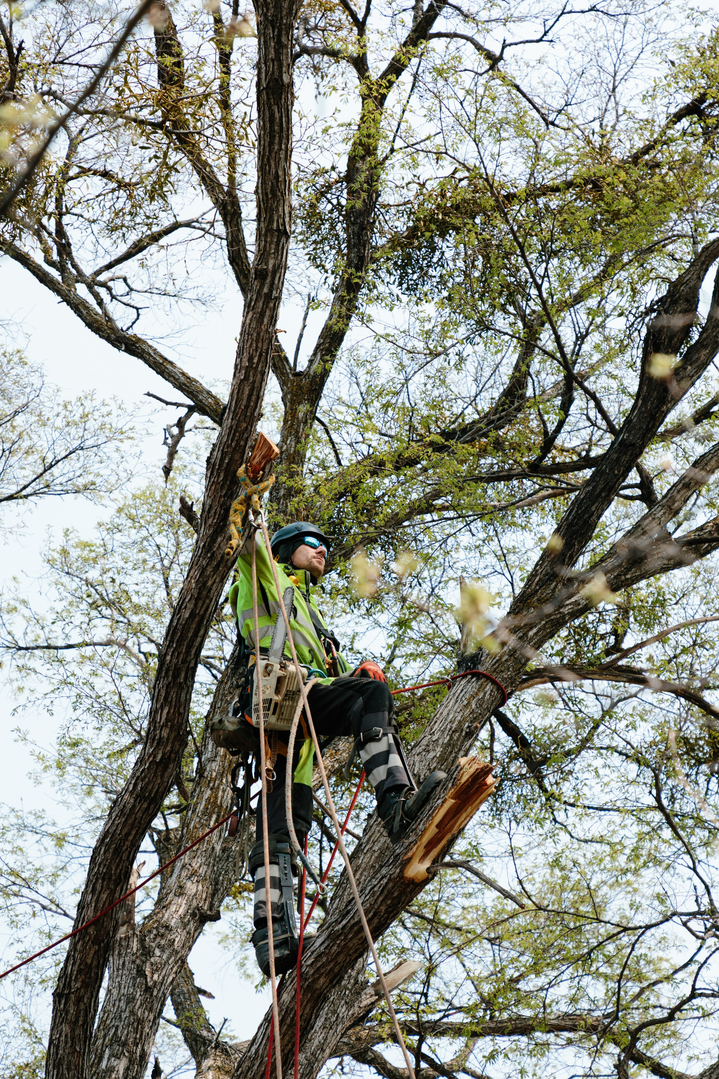 Арборист. Семейный фотограф в Хабаровске Катаева Ольга