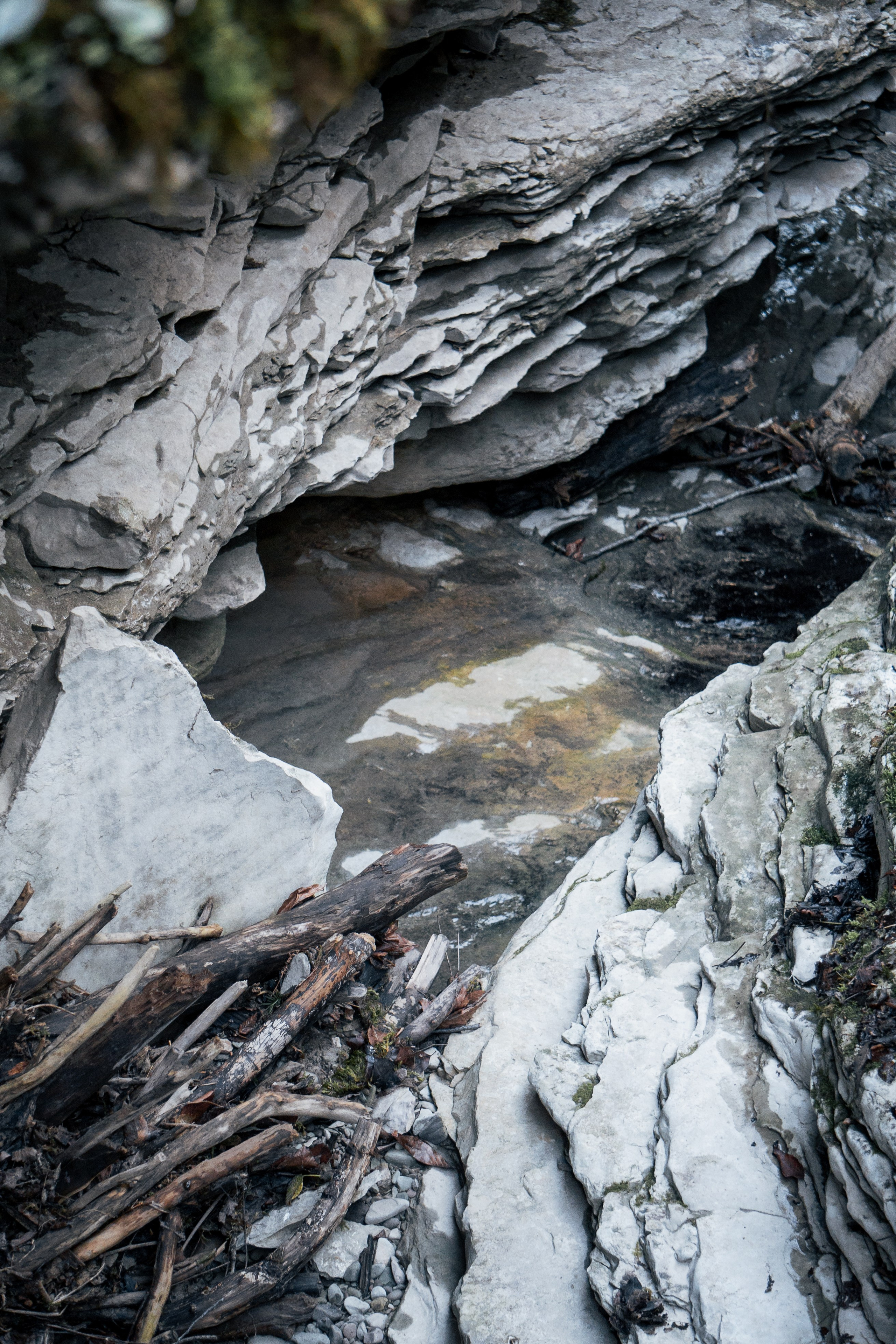 Тисо-самшитовая роща. Yaratezza production