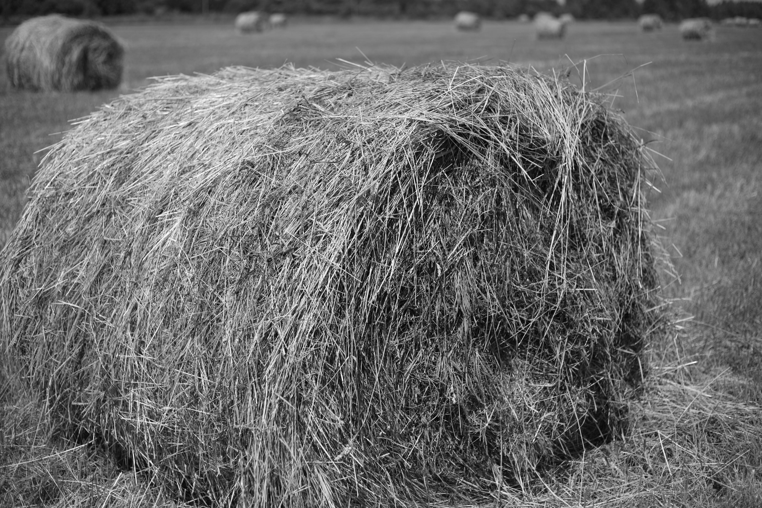 Никола Ленивец моими глазами. Профессиональный фотограф в Москве Алёна Котова