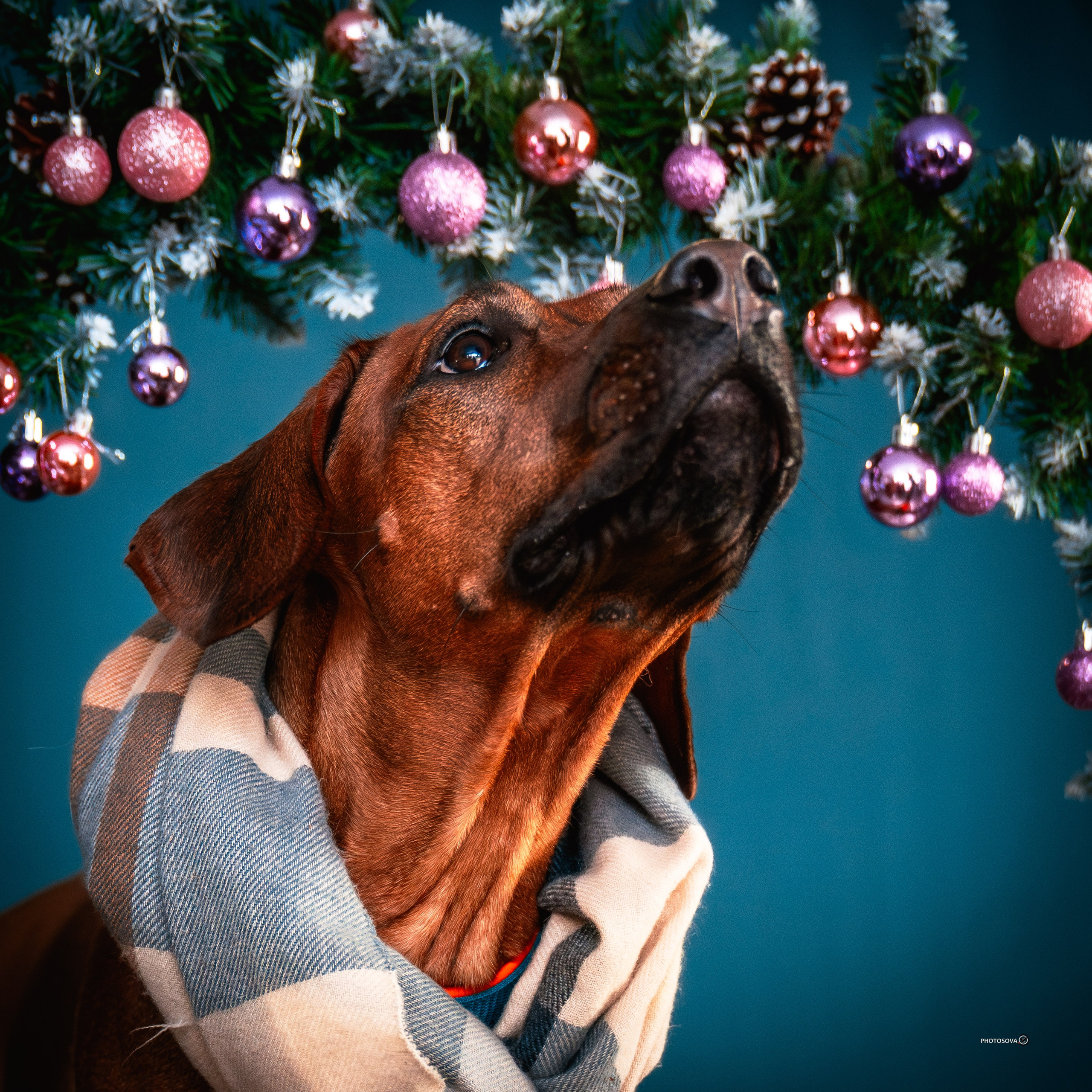 ФОТОПАМЯТЬ ВАШИХ ЭМОЦИЙ. Фотограф-анималист, семейный фотограф в Москве и Подмосковье. Фотосъёмка кинологических дисциплин