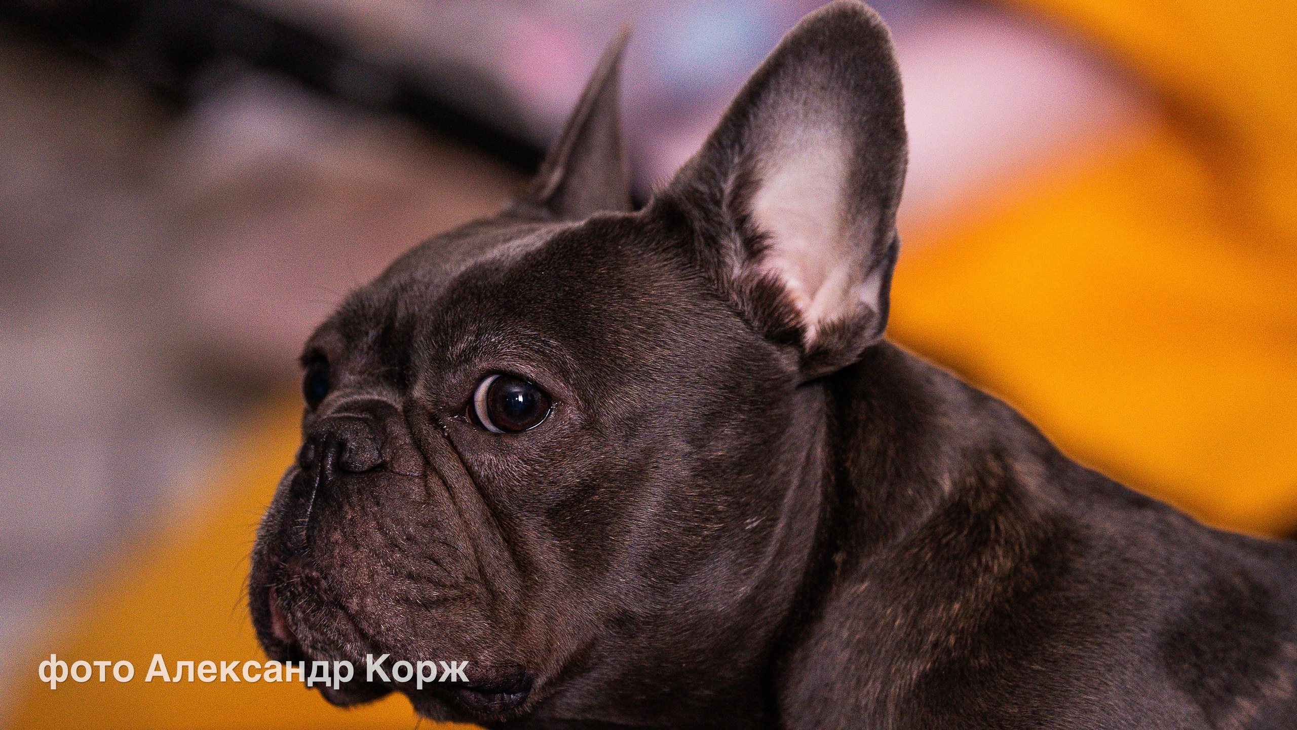 Животные. Фотографии и видеосъемка, Айхал, Удачный, Якутия. Фотографии Айхал