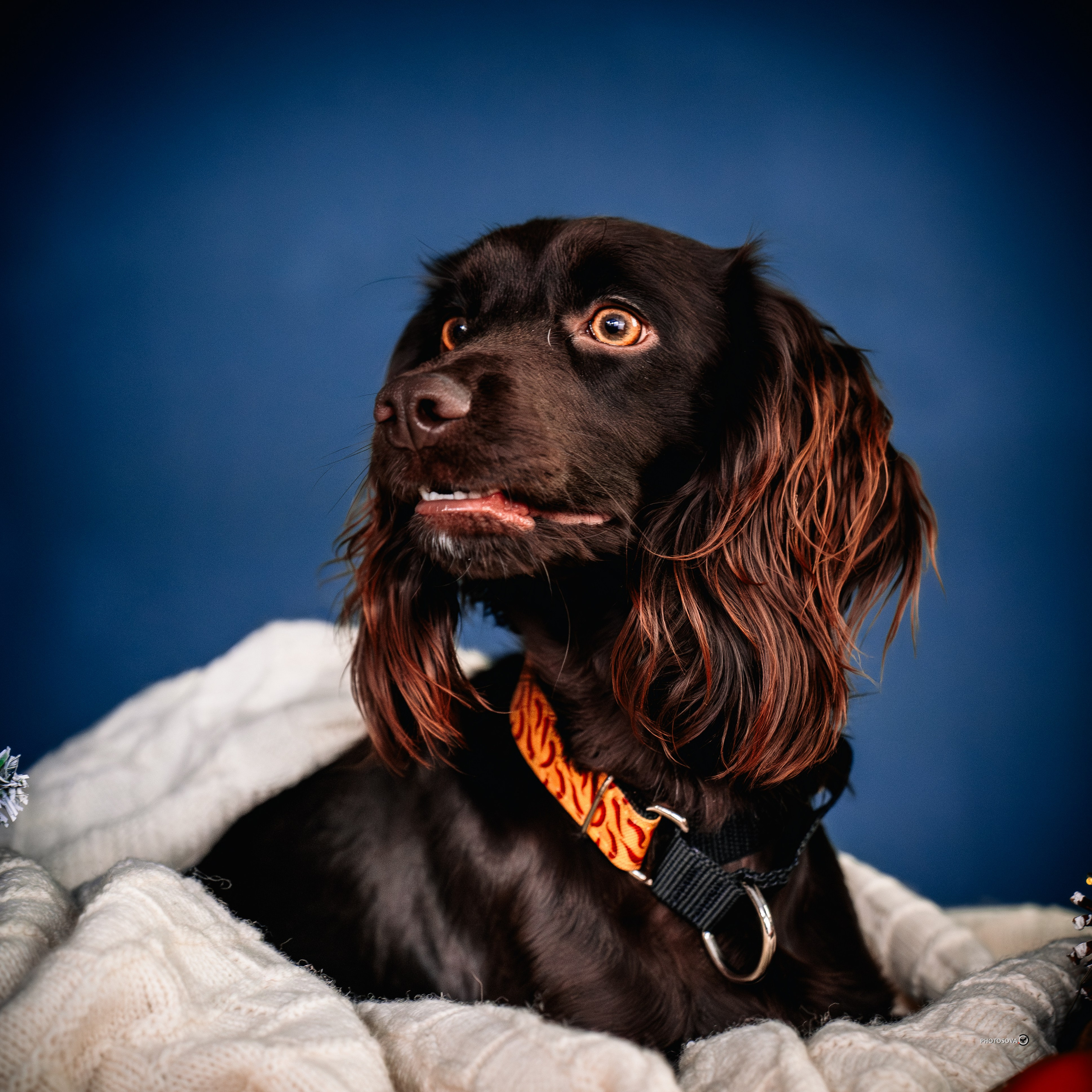 ФОТОПАМЯТЬ ВАШИХ ЭМОЦИЙ. Фотограф-анималист, семейный фотограф в Москве и Подмосковье. Фотосъёмка кинологических дисциплин