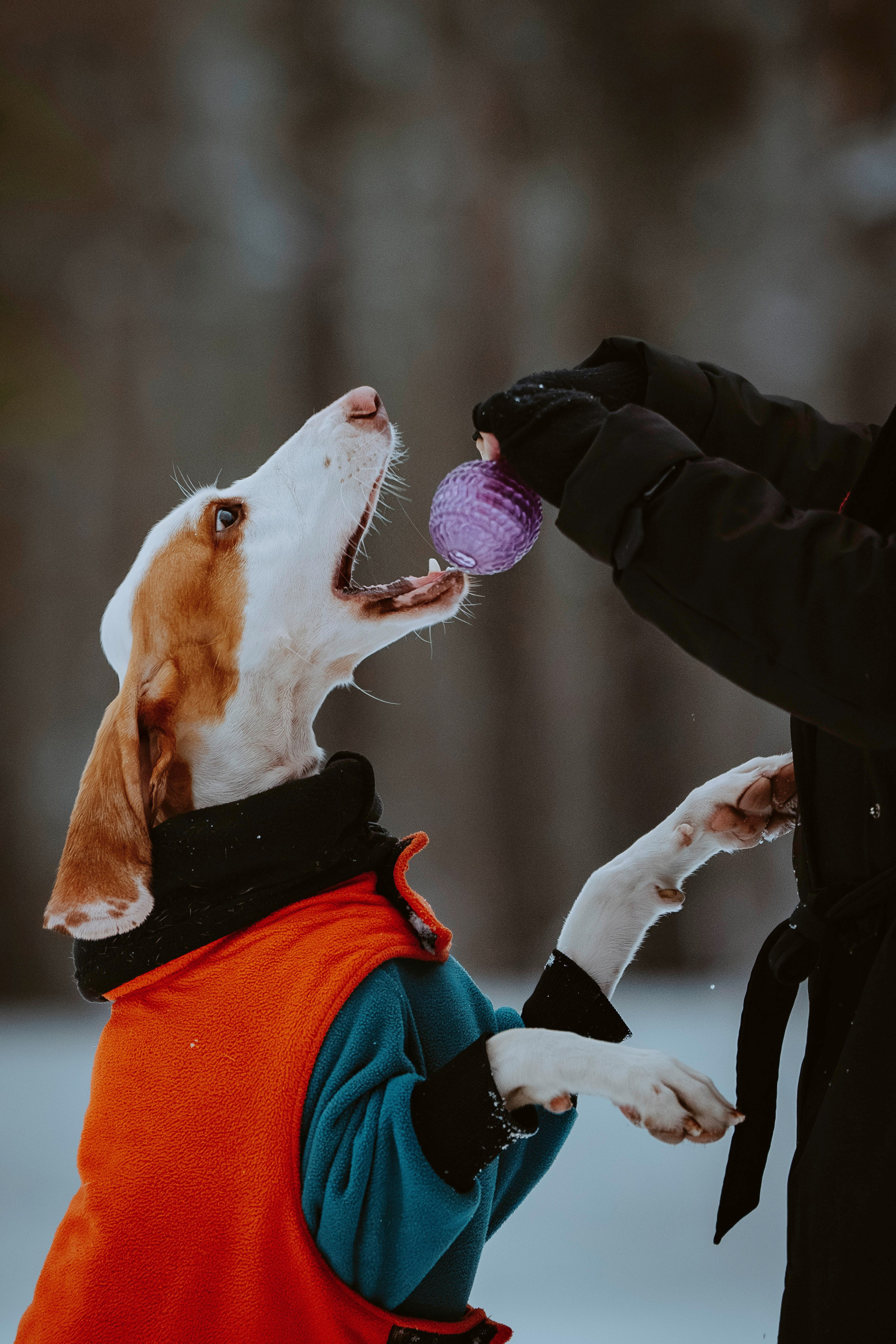 Ольга, Рора и Румпель. Фотограф анималист в Спб недорого Олеся Майорова