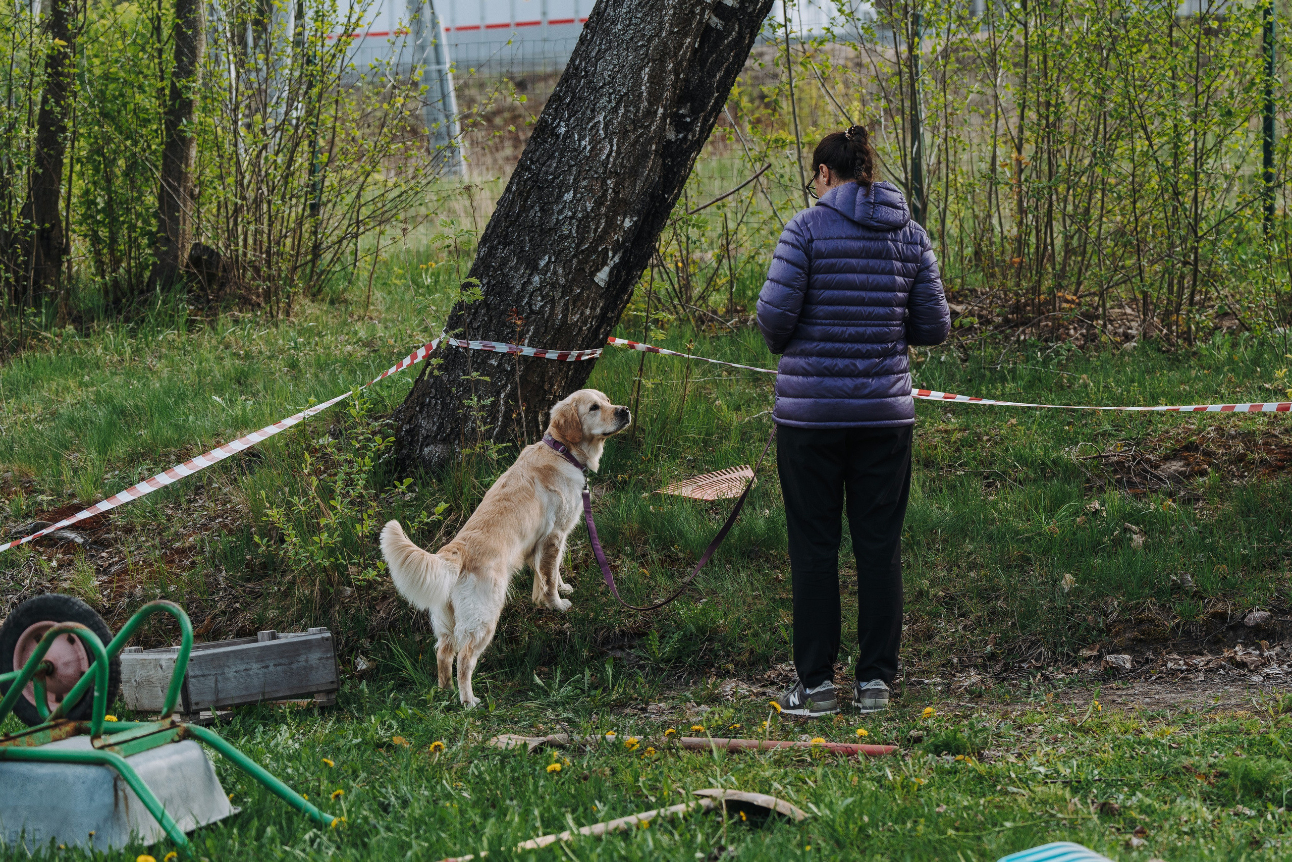 Соревнования по ноузворку в Лосево. Фотограф анималист в Спб недорого Олеся Майорова