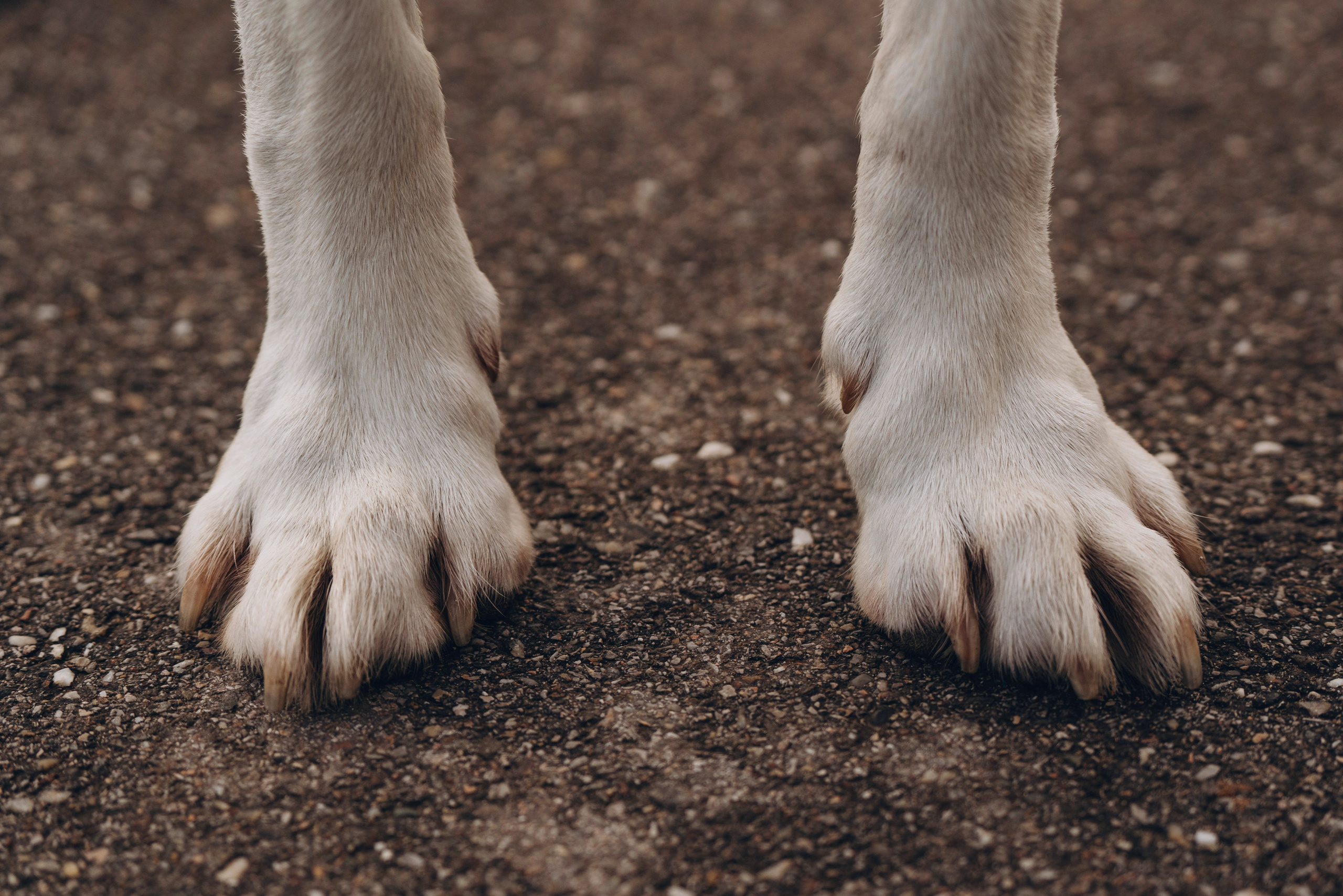 Вати, Лена и Леван. Фотограф анималист в Спб недорого Олеся Майорова