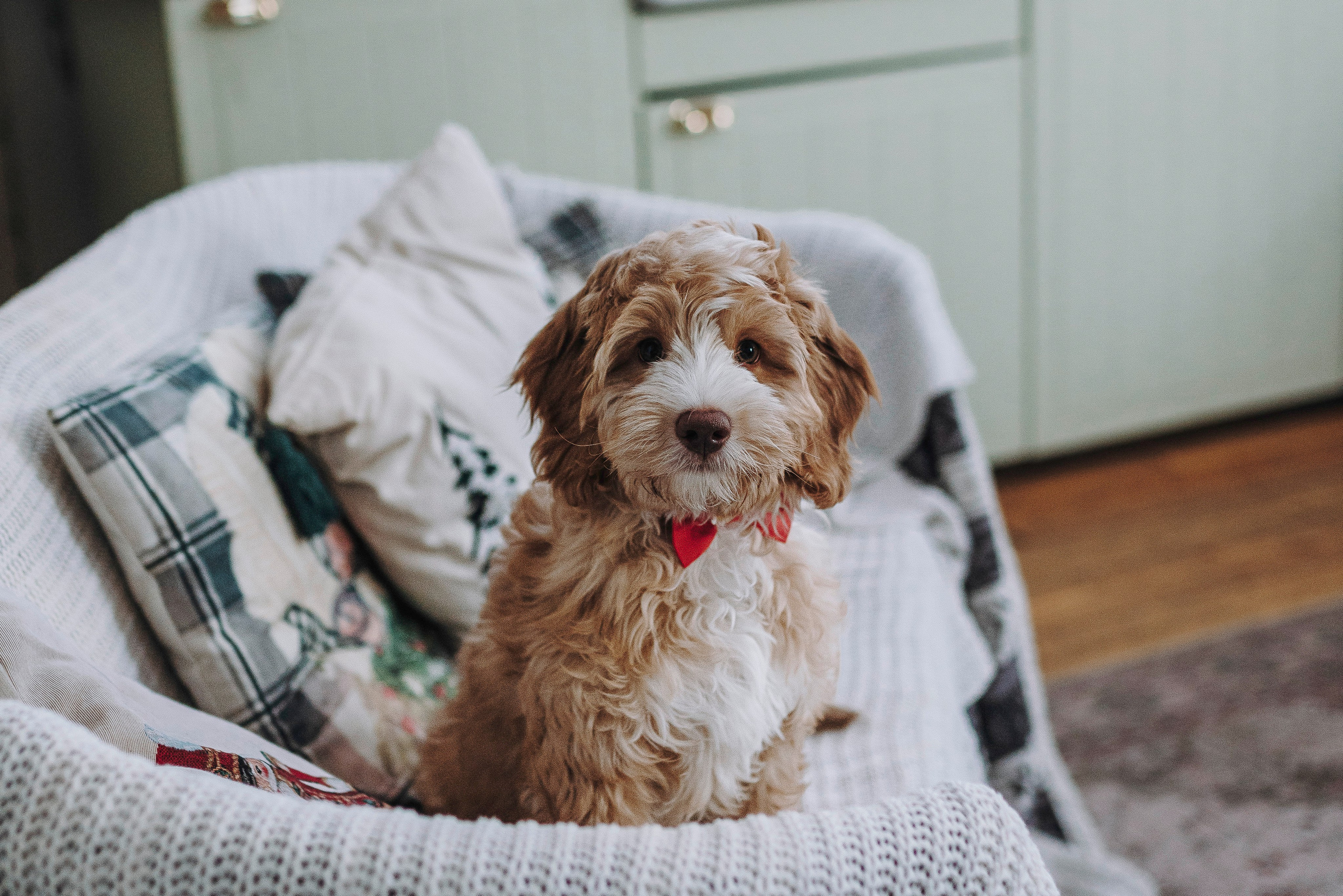 Мёрфи, Таня и Антон. Фотограф анималист в Спб недорого Олеся Майорова