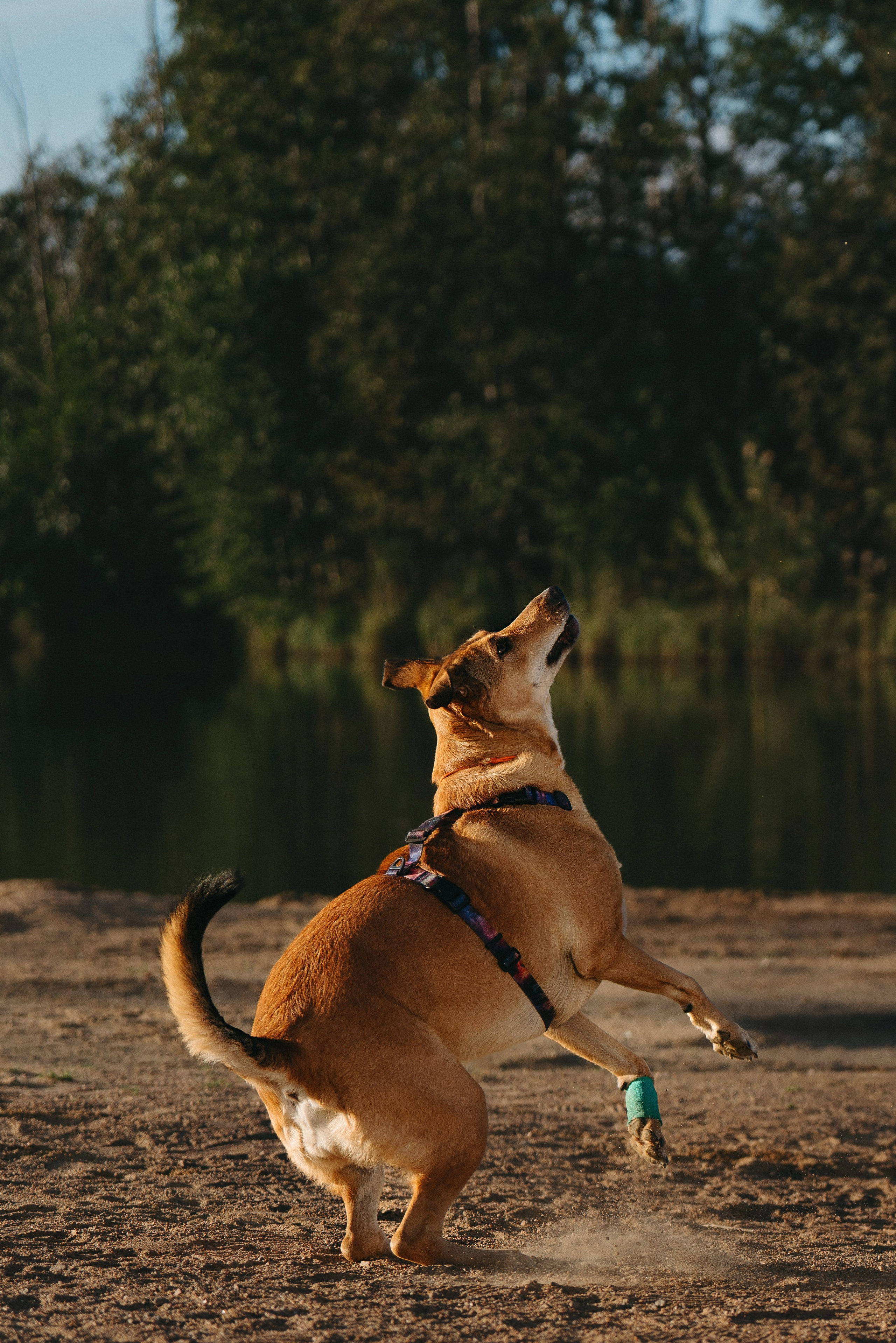 Семейная фотосессия с двумя собаками на закате. Фотограф анималист в Спб недорого Олеся Майорова
