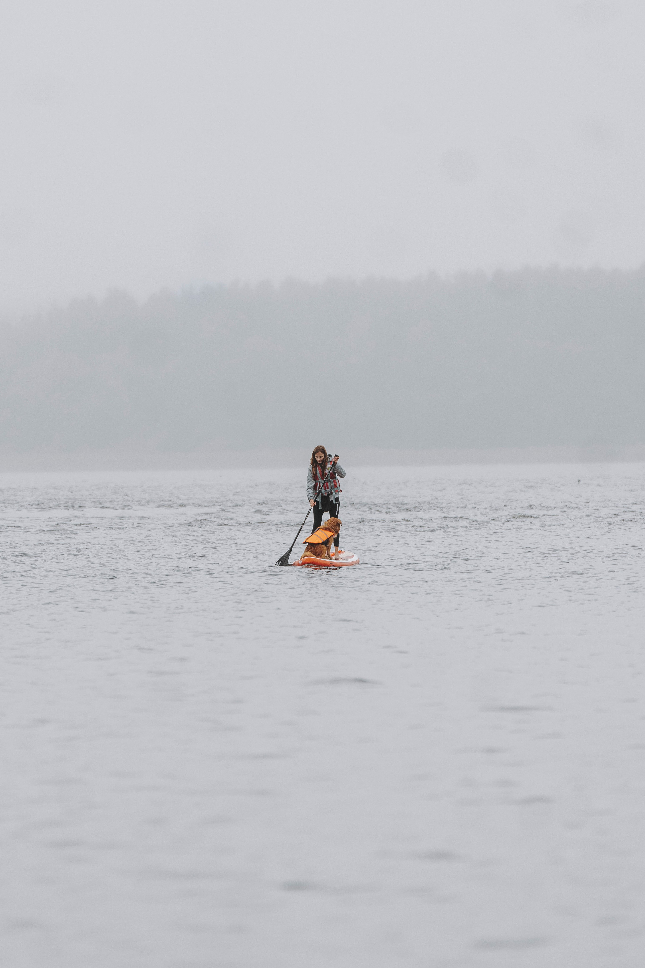 Катание на сапах с собаками. Фотограф анималист в Спб недорого Олеся Майорова