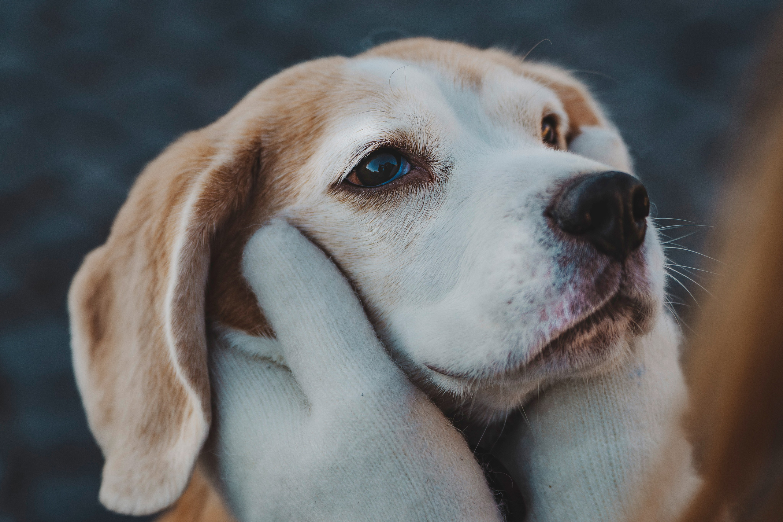 Ксения и Гаечка. Фотограф анималист в Спб недорого Олеся Майорова