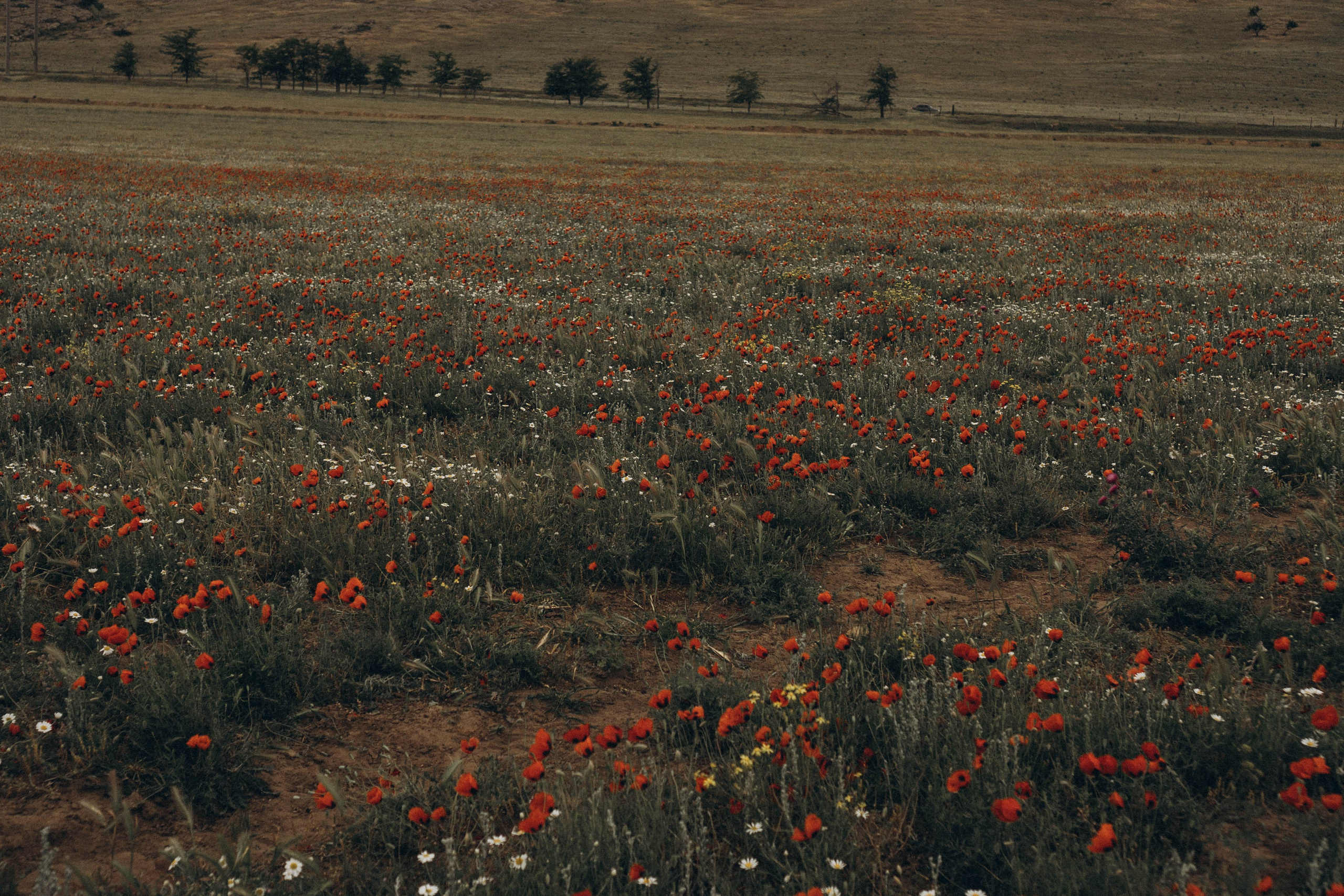Кавказ. Профессиональный фотограф, Санкт-Петербург — Виктория Богомолова
