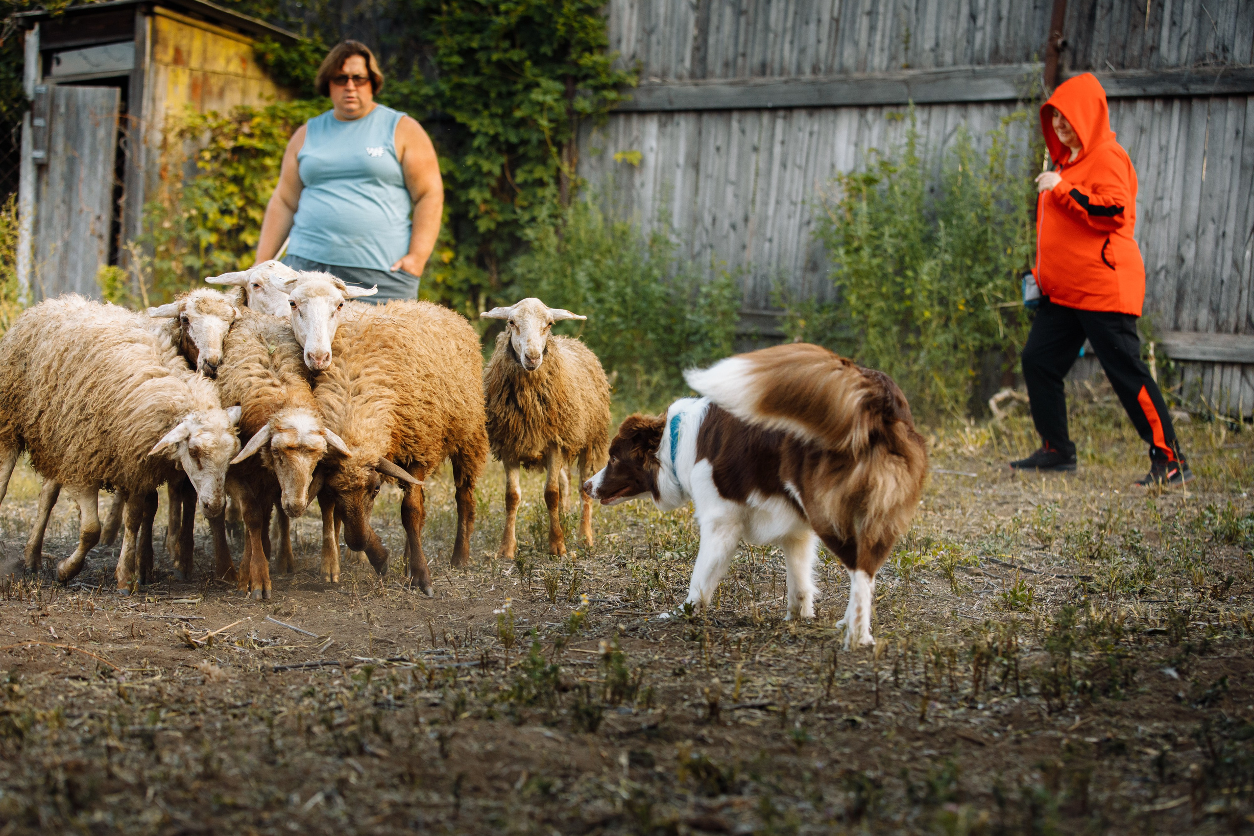 Овечий день. О нас
