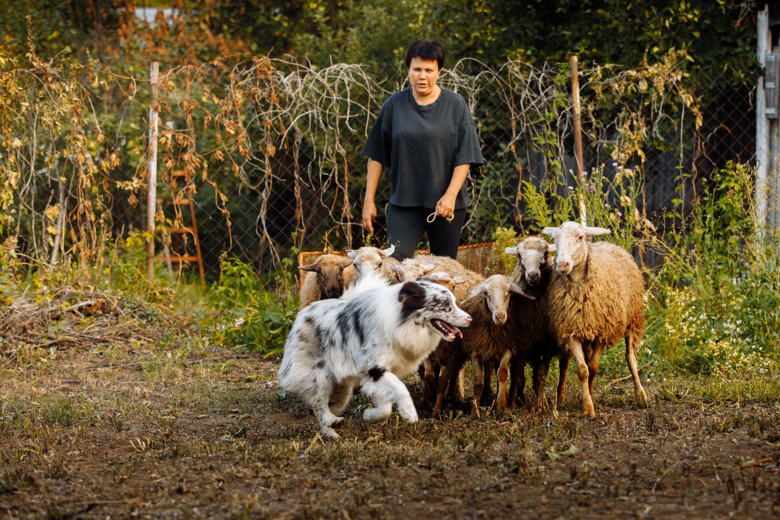 Овечий день. О нас