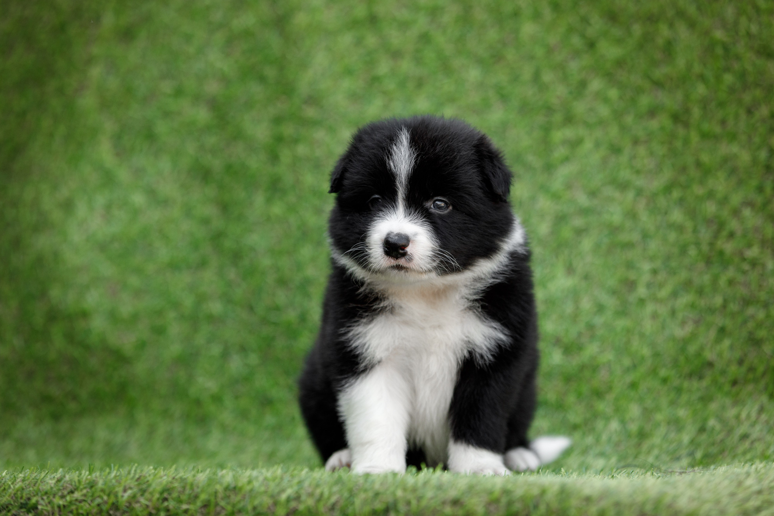 Смешарики. О нас