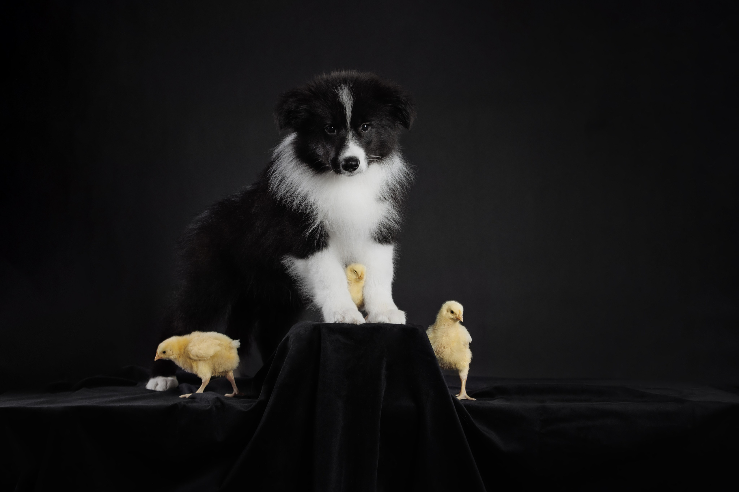 С цыпами. О нас