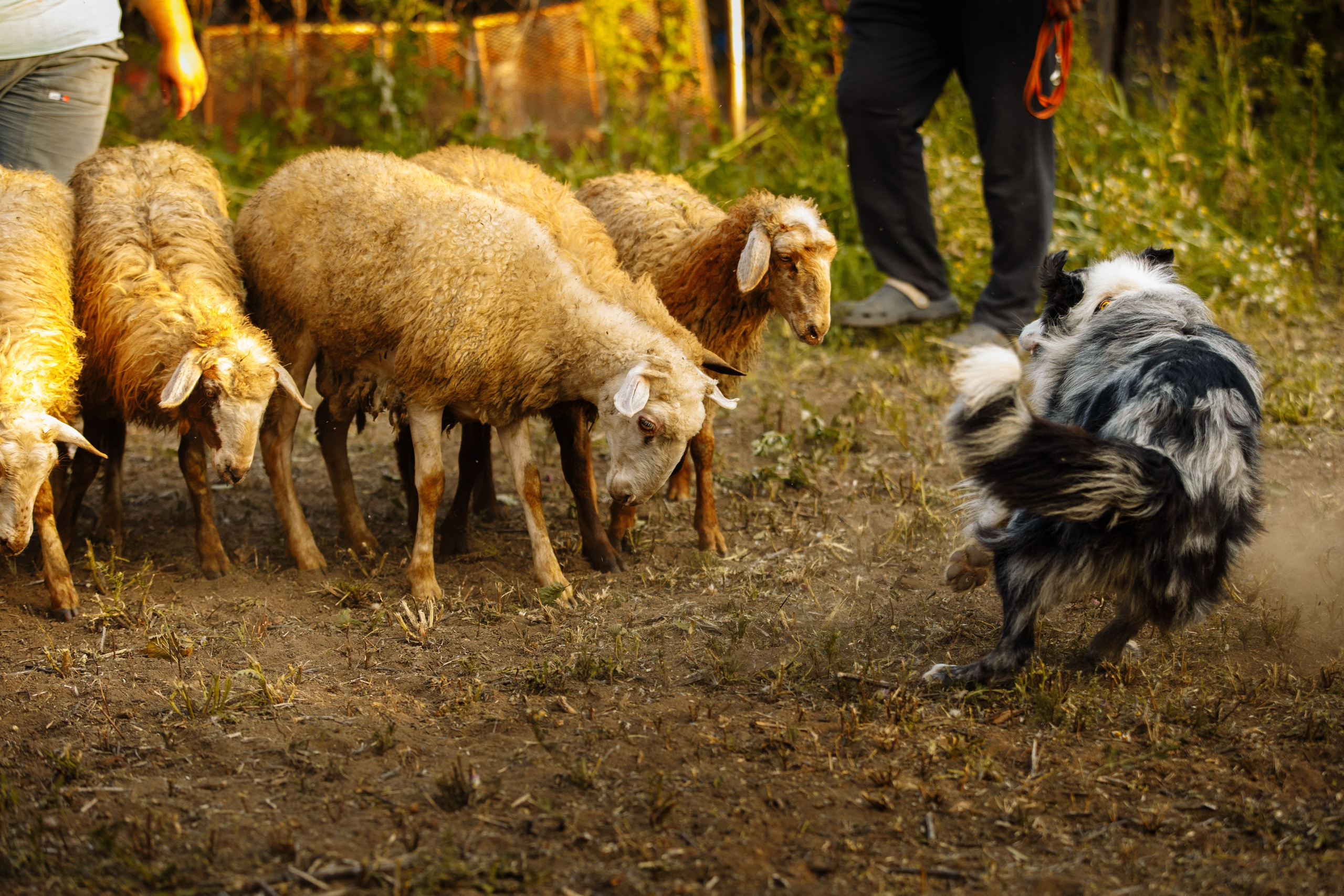 Овечий день. О нас