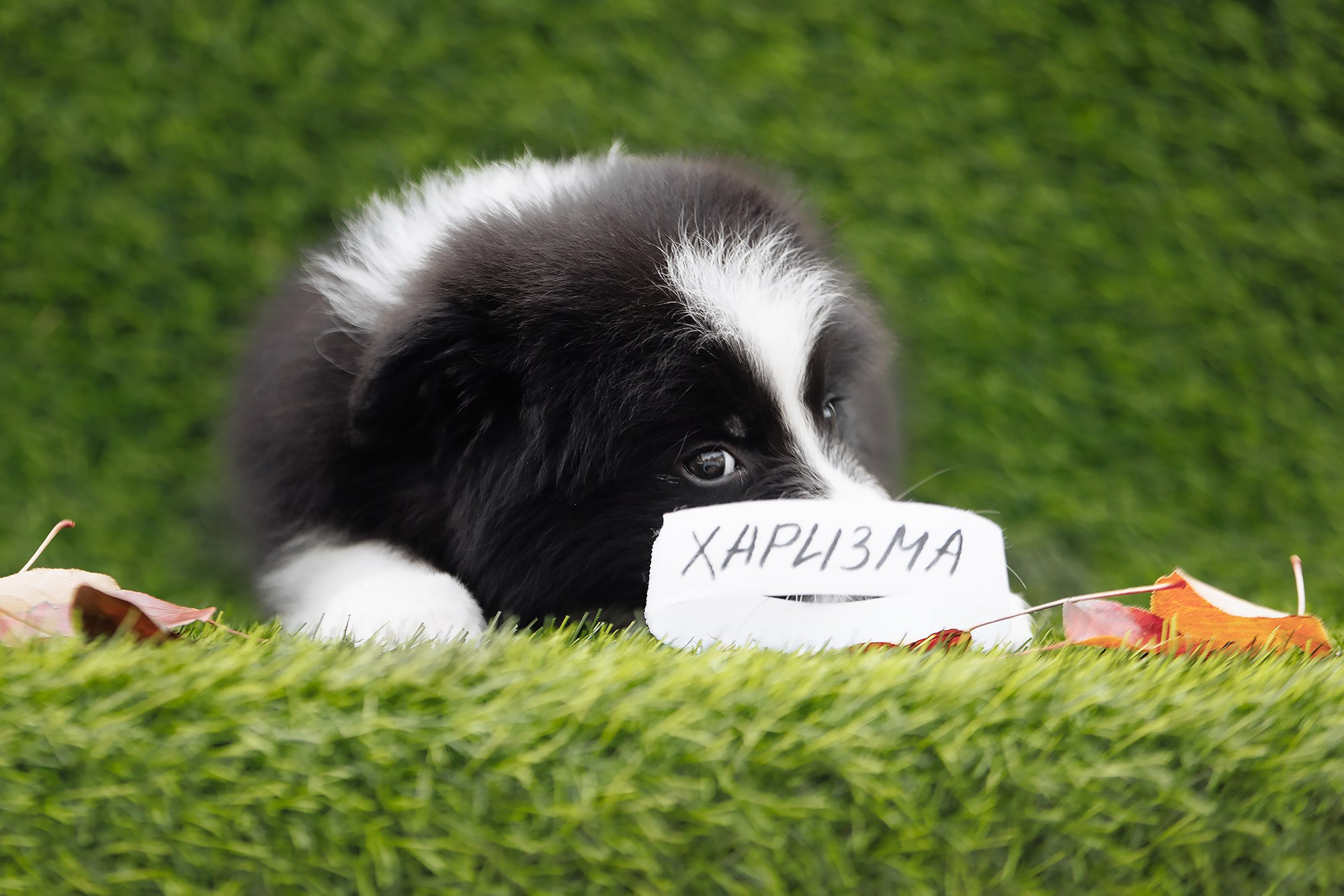 Новый лист. О нас