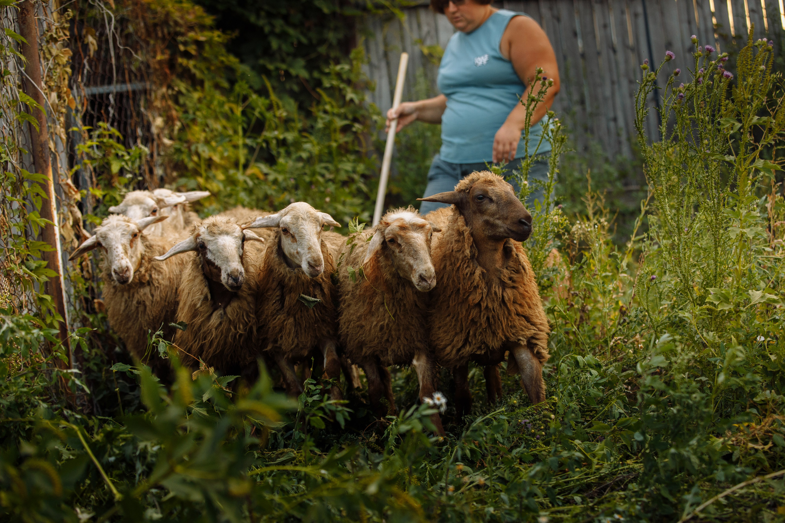 Овечий день. О нас