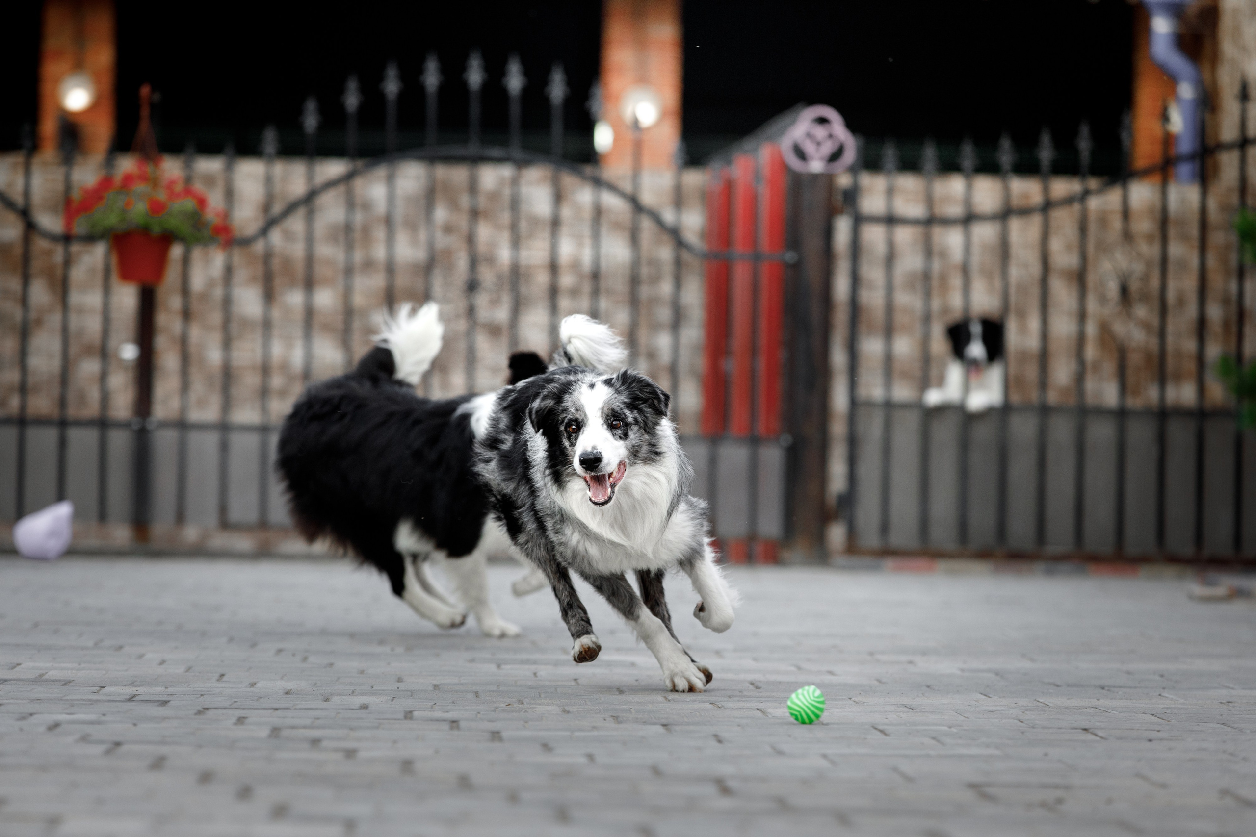 Болтовня в саду. О нас