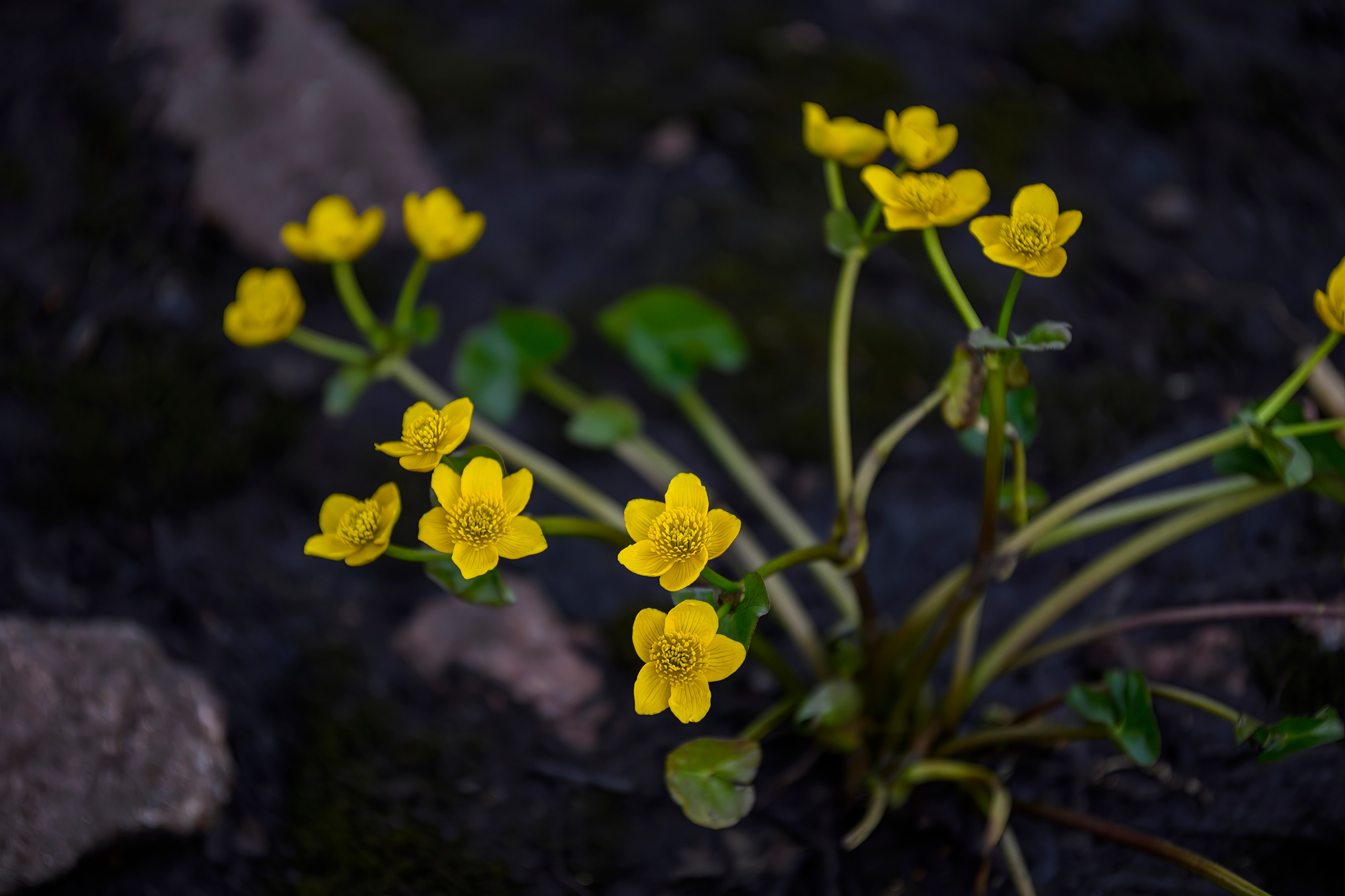 Мурманская область. Июнь 2024. Фотограф Сергей Пупонин