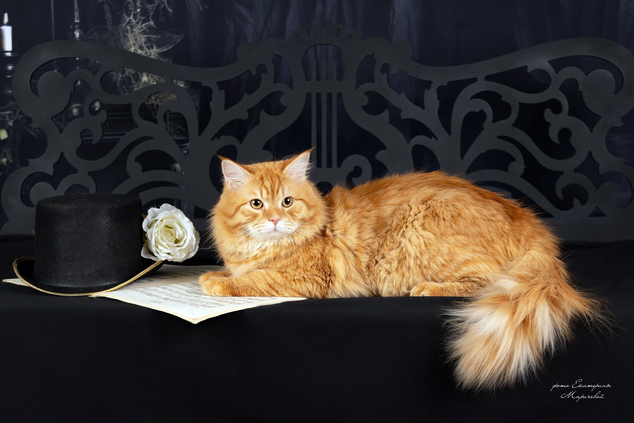 Стендовая съёмка на выставках кошек. Фотограф-анималист в Омске Екатерина Маричева