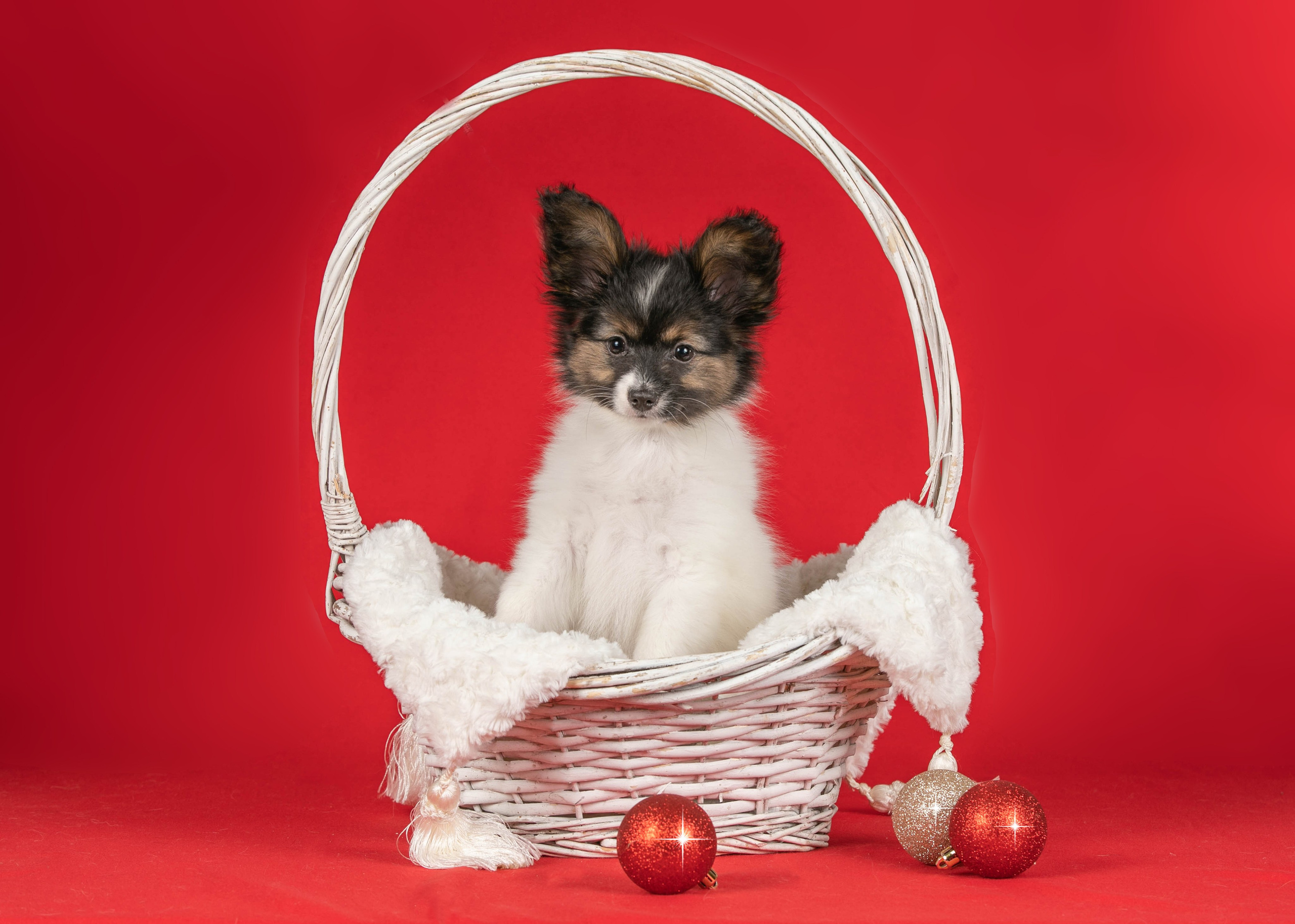 Галерея щенков. Фотограф-анималист в Омске Екатерина Маричева