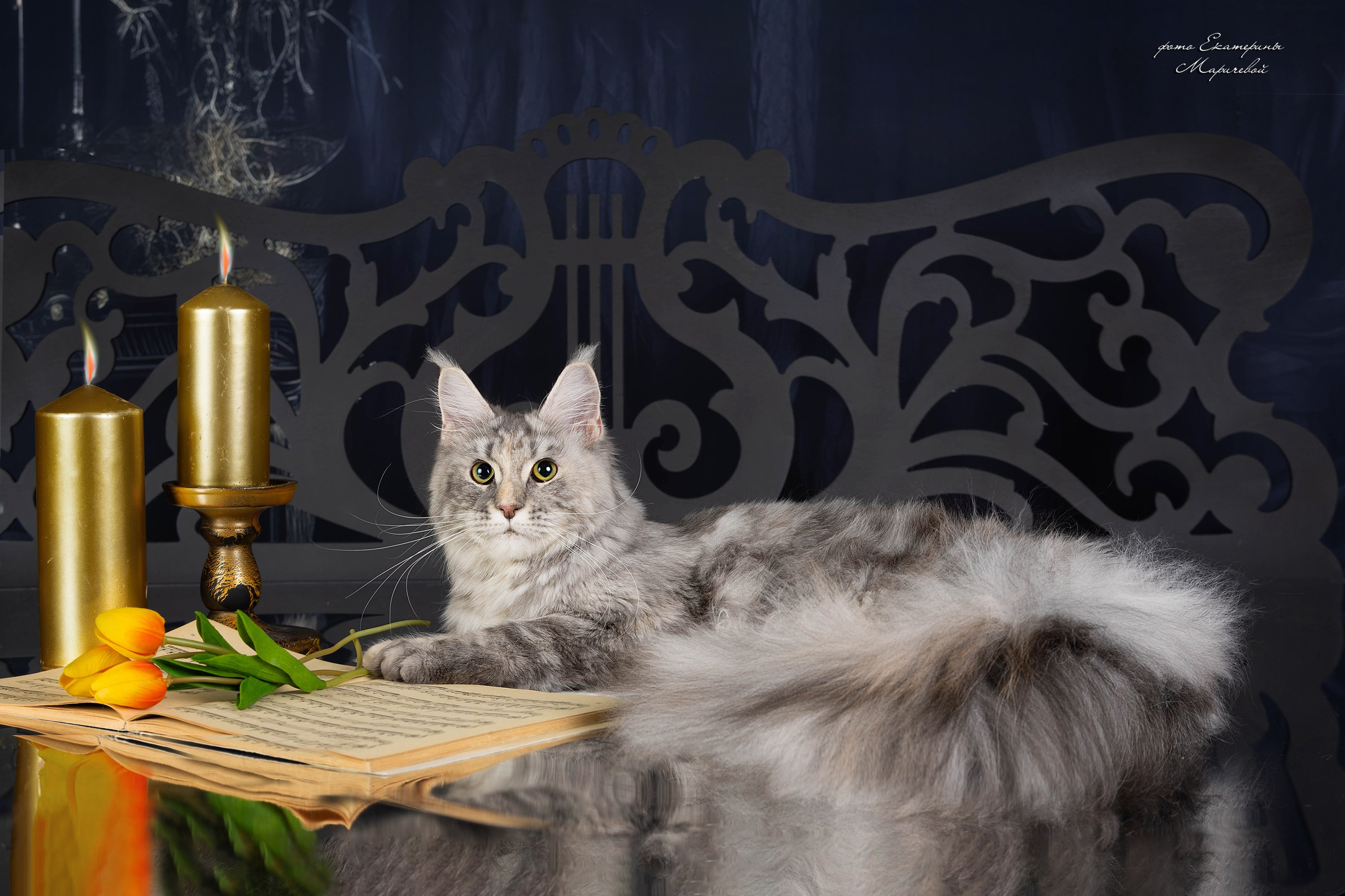 Стендовая съёмка на выставках кошек. Фотограф-анималист в Омске Екатерина Маричева