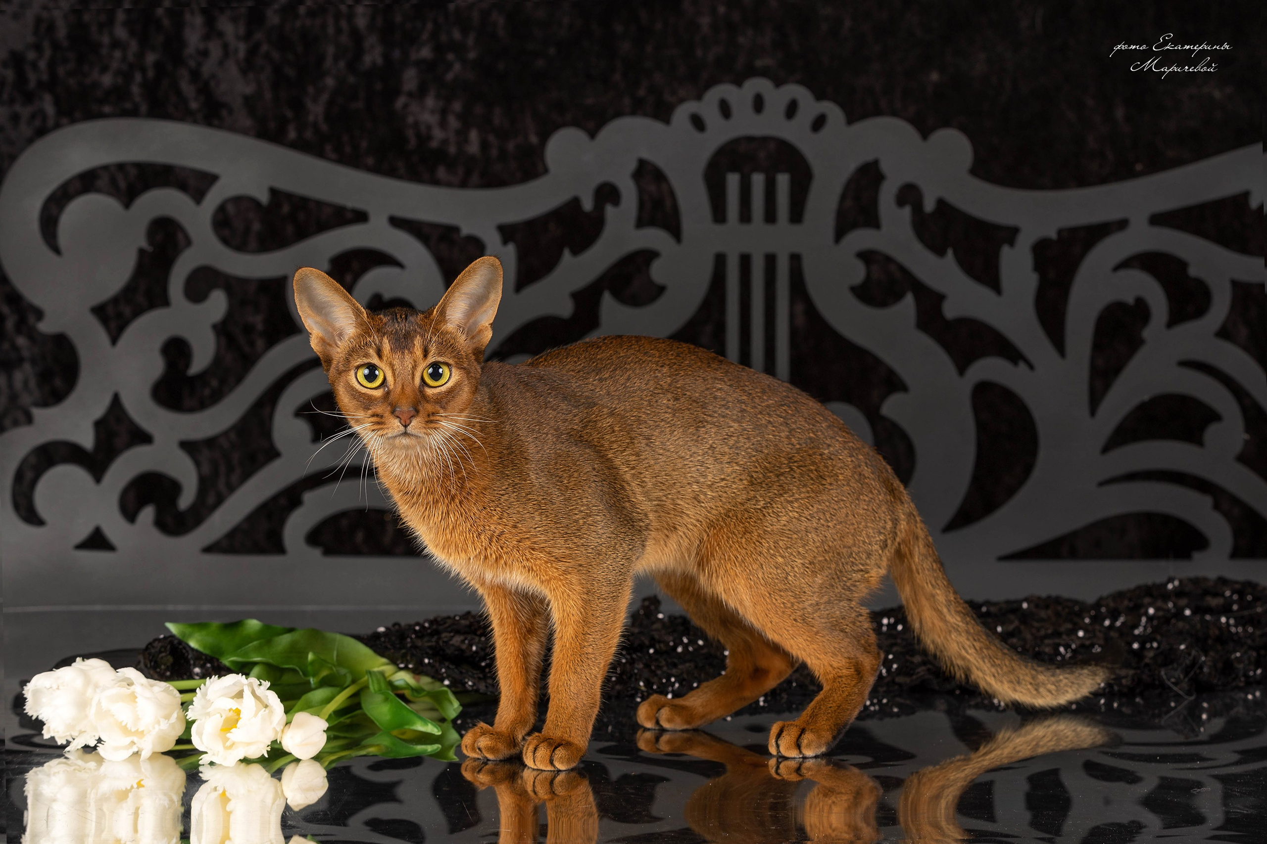 Стендовая съёмка на выставках кошек. Фотограф-анималист в Омске Екатерина Маричева