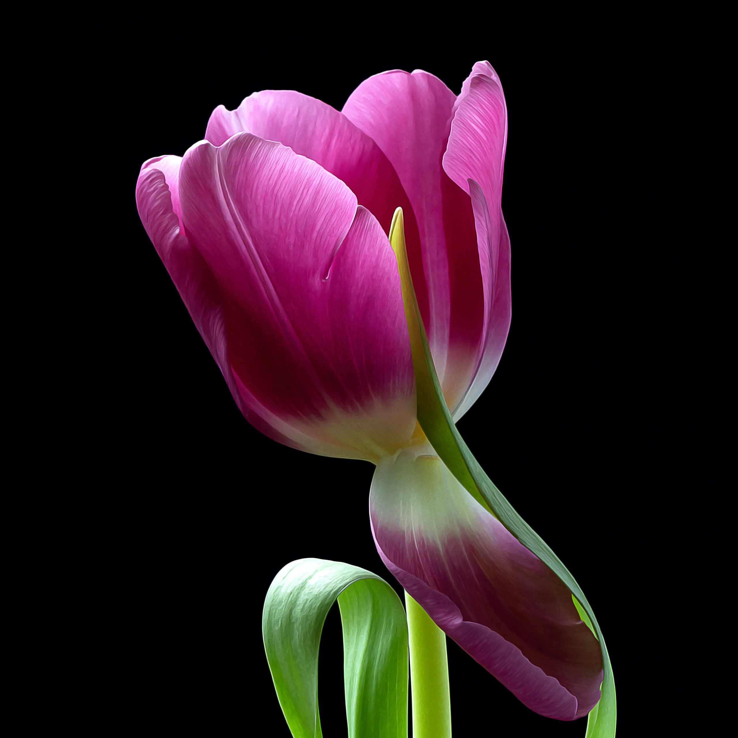 Shirin. Author’s fine art prints with international delivery