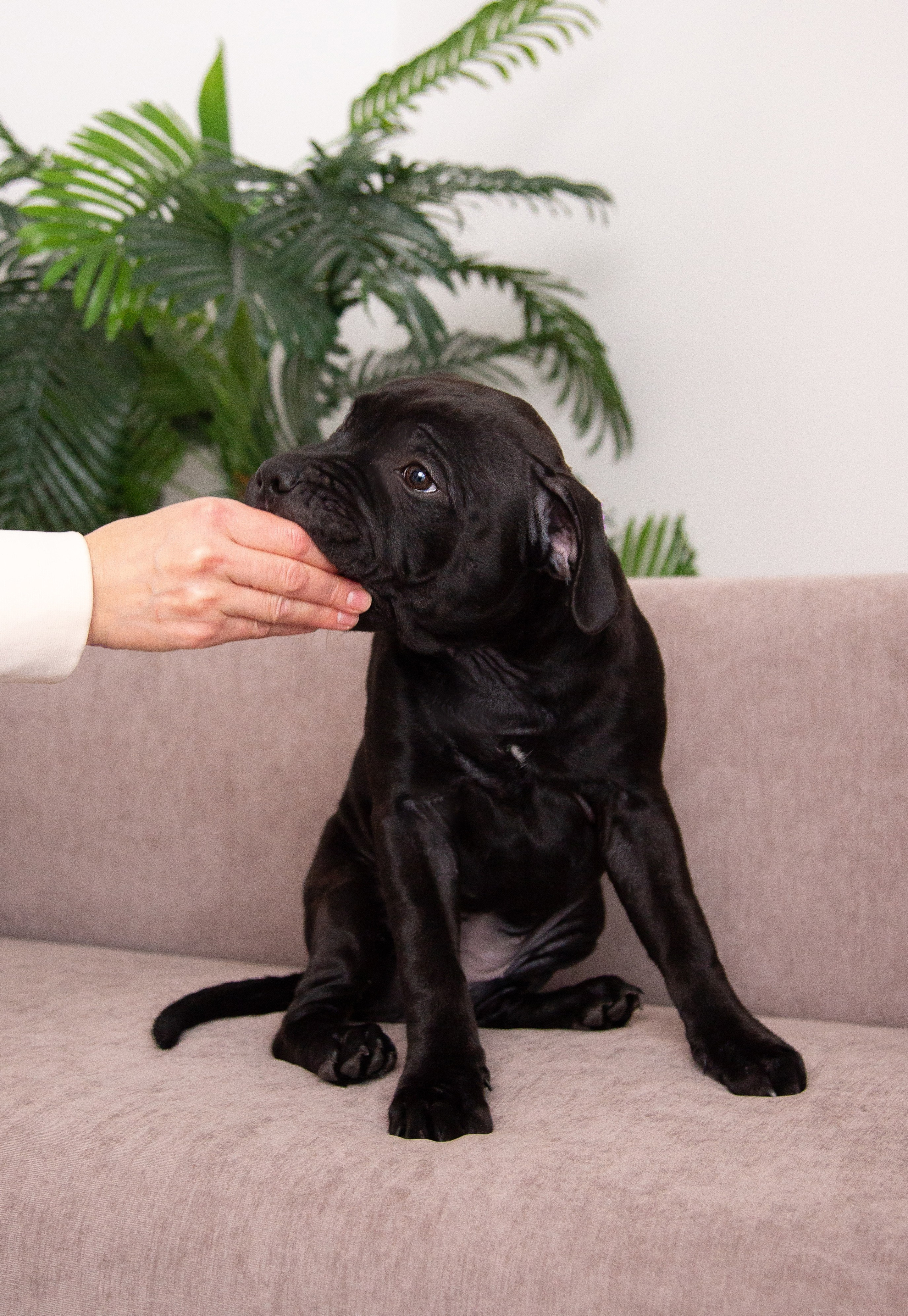 Новогодние малыши. Фотограф Анималист в Перми Анастасия Остерман