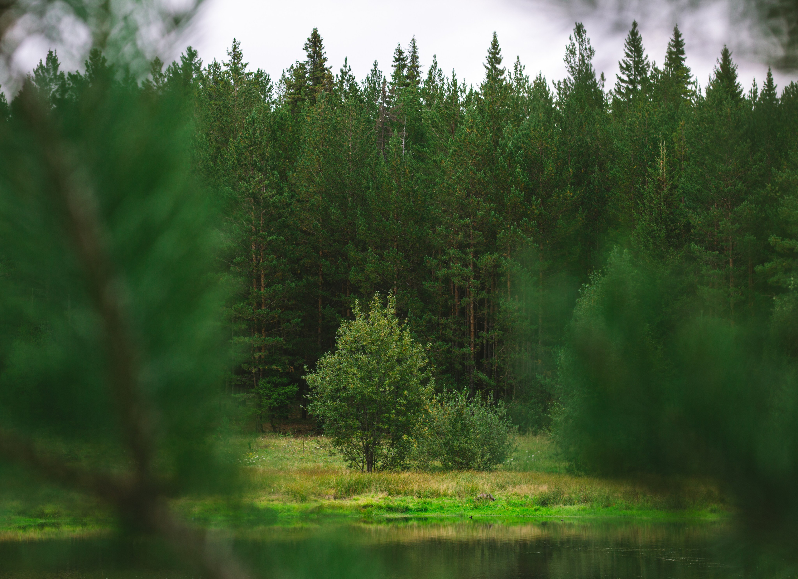 Александр и лес. Фотограф из Первоуральска Роман Заиченко