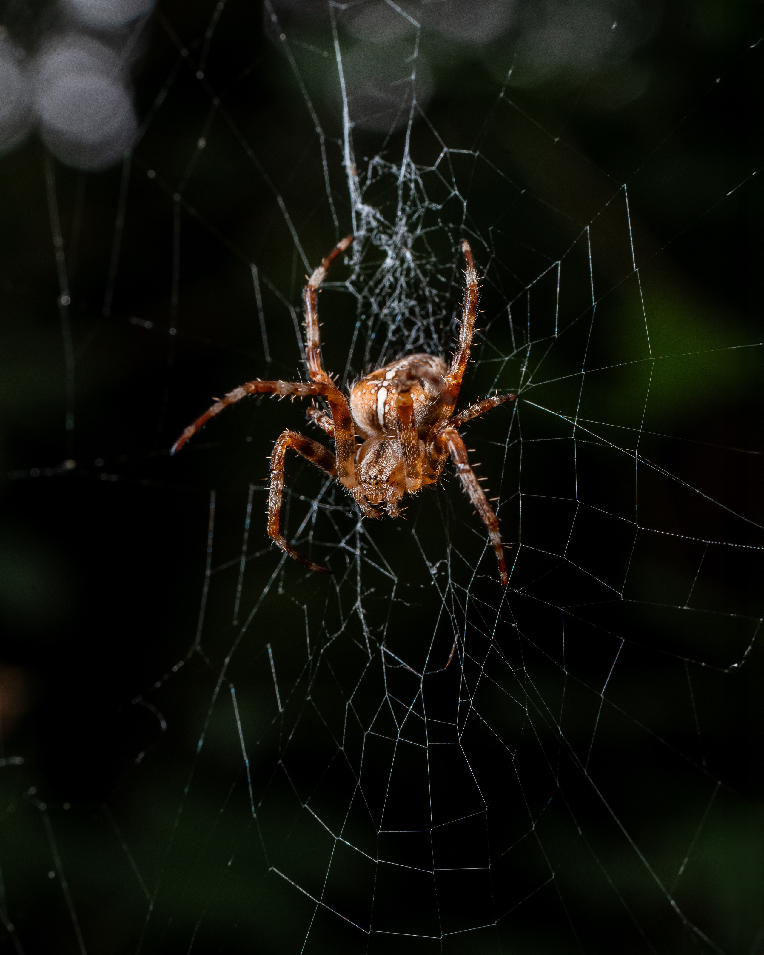 МАКРО. Фотограф в Алматы Артемий Матюнин
