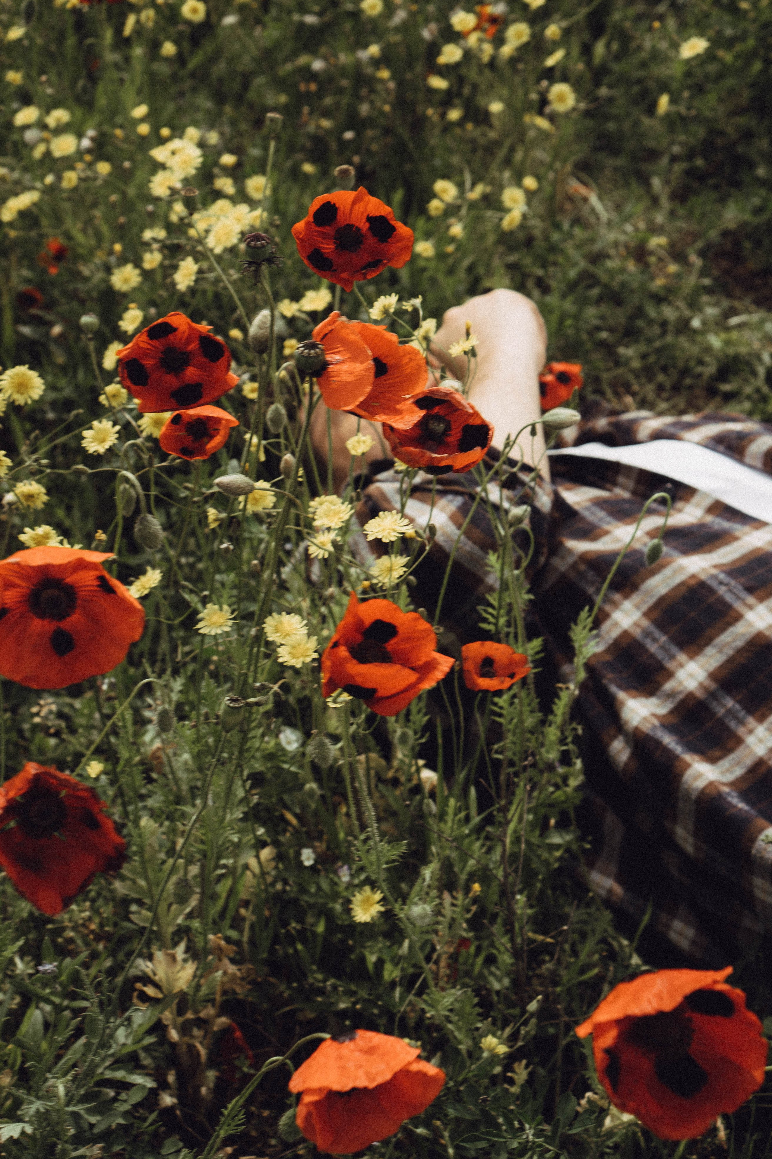 Маки. Профессиональный фотограф, Санкт-Петербург — Виктория Богомолова