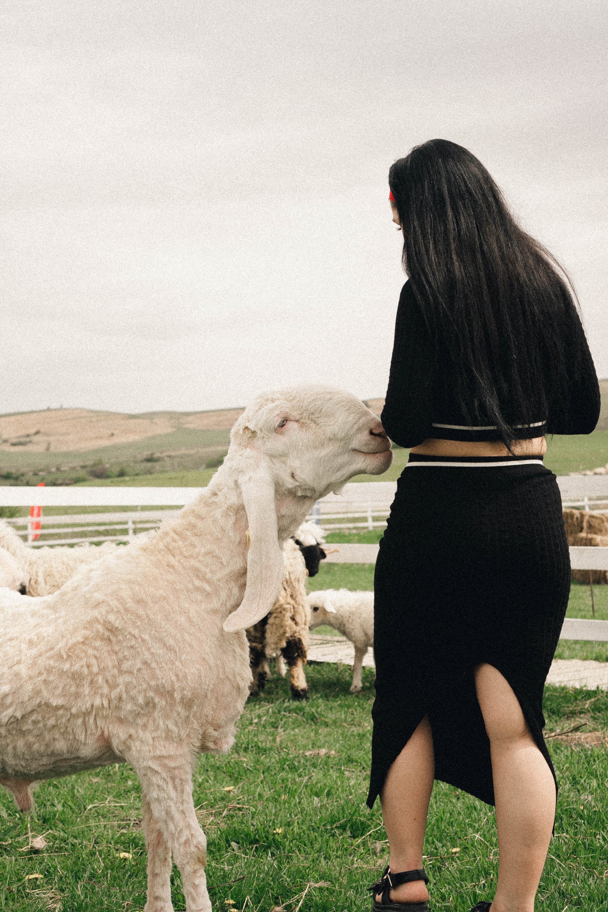 Ферма Альпак. Профессиональный фотограф, Санкт-Петербург — Виктория Богомолова