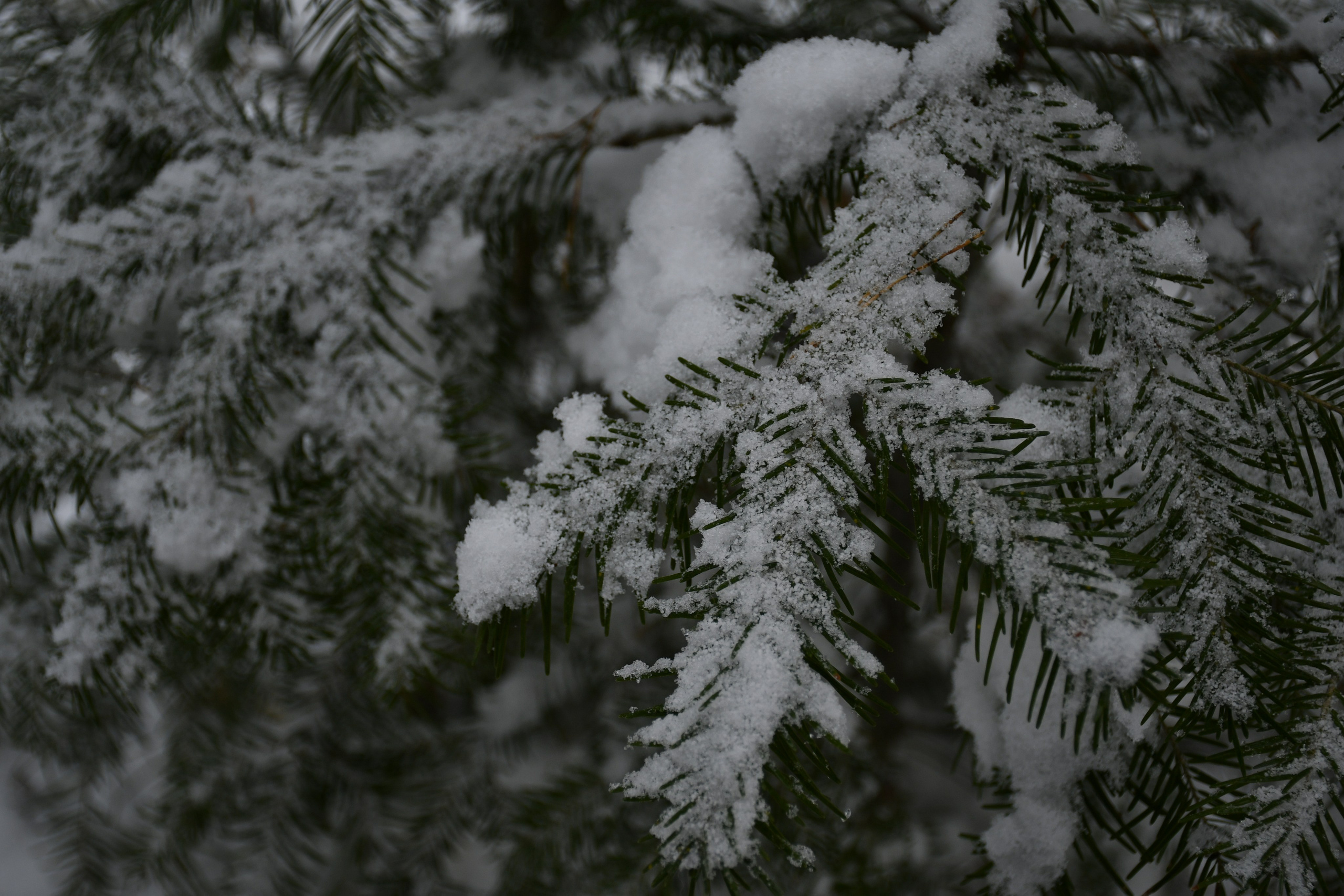 Природа. Анастасия Куц | фотограф | Пермский край