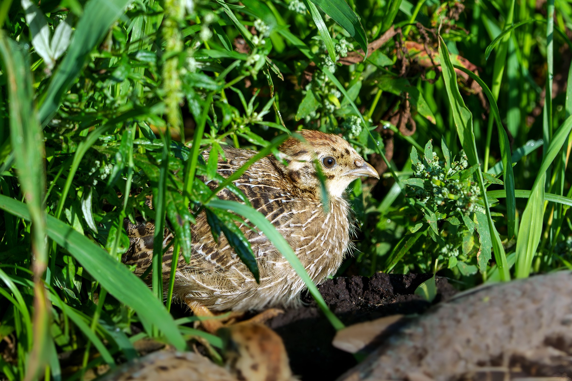 Удивительные мир птиц. Вокруг нас столько прекрасного — присмотритесь!. Ваш личный фотограф Марина Волкова