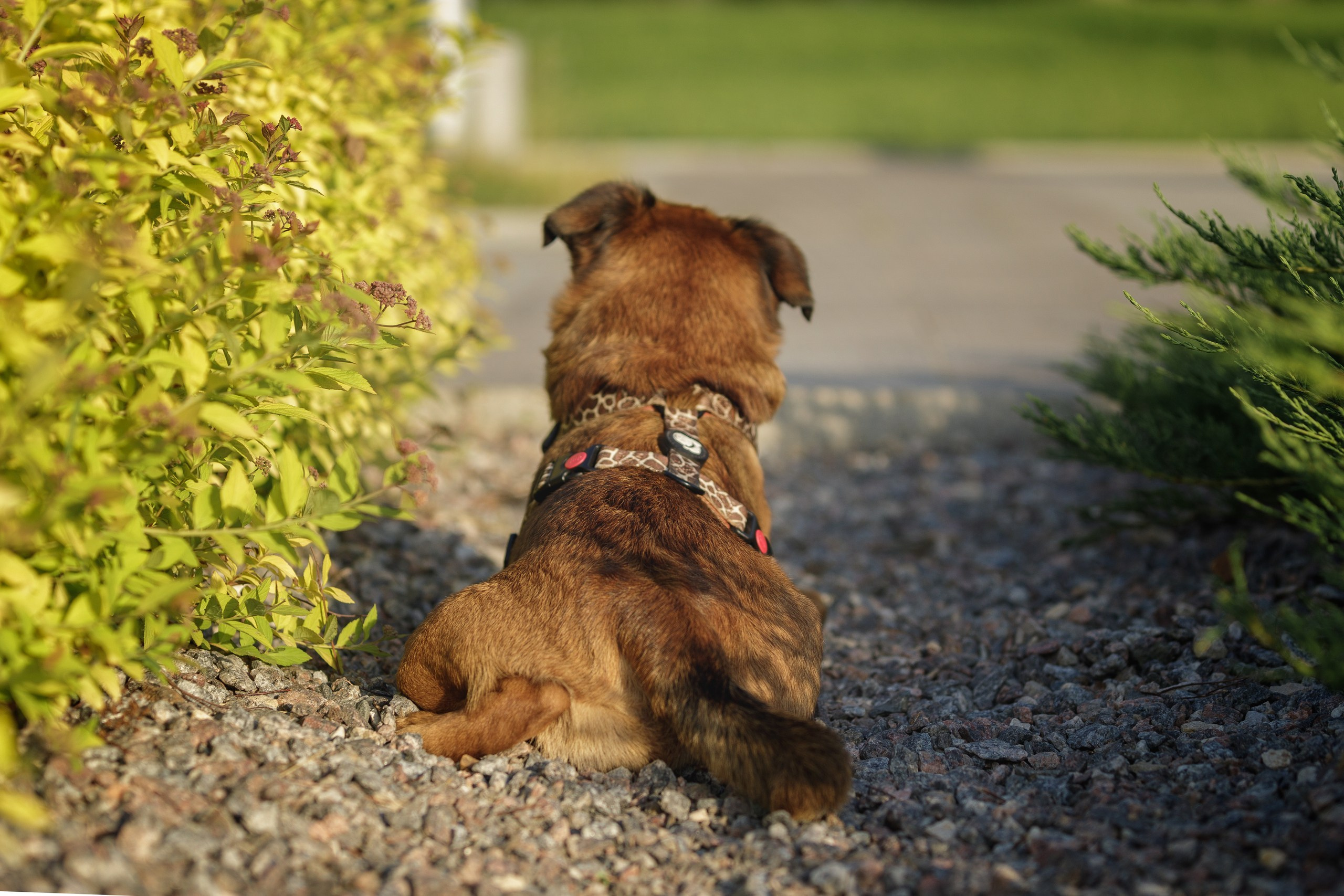 Маша и Арки. Фотограф-анималист в Калуге Мария Шерскова