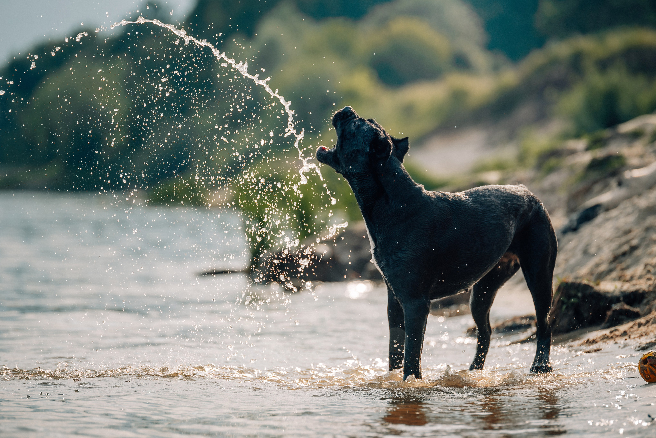 Арина и Николь. Фотограф-анималист Анастасия Парфенова|Екатеринбург