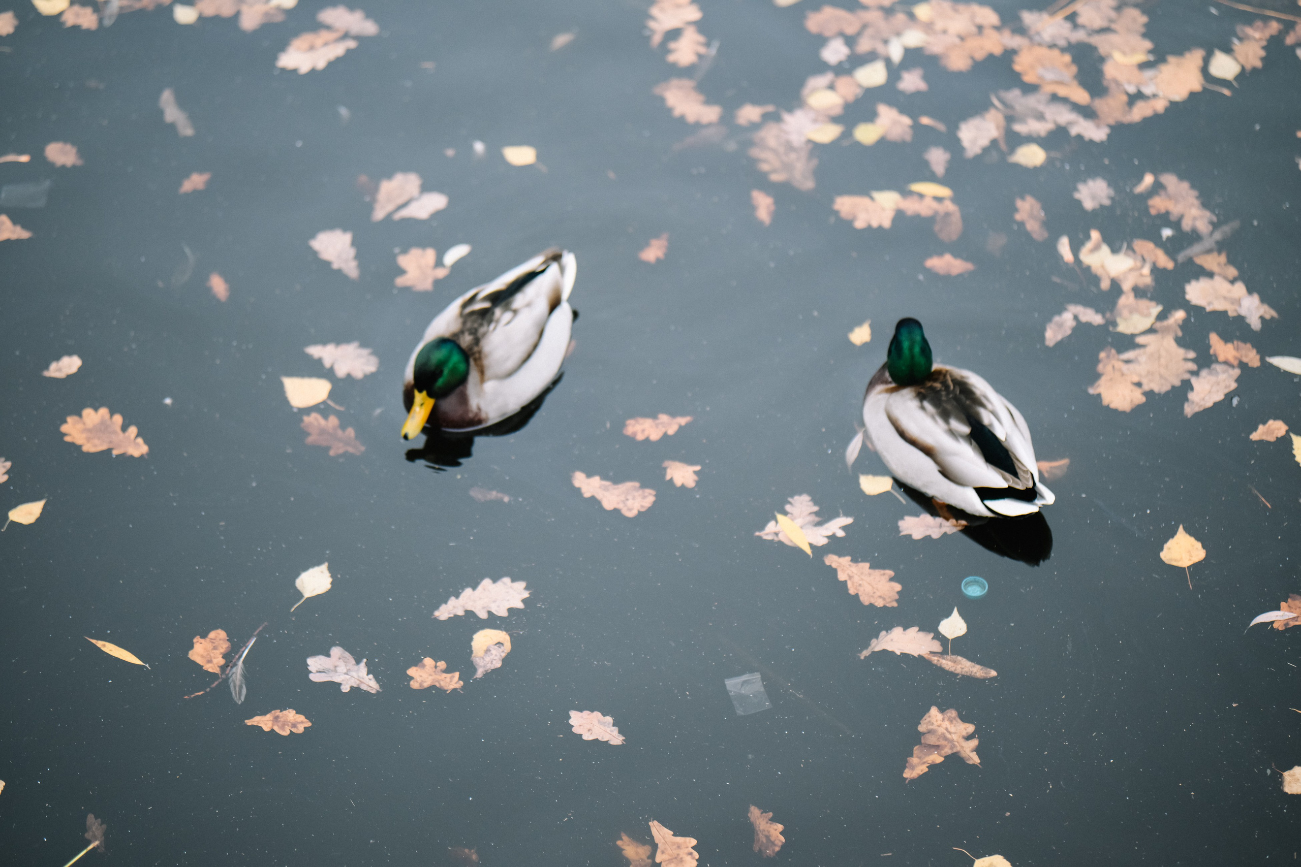 Осенняя прогулка Самара